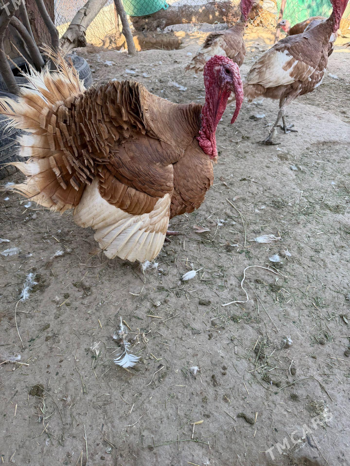 induk owgan paroda - Aşgabat - img 1