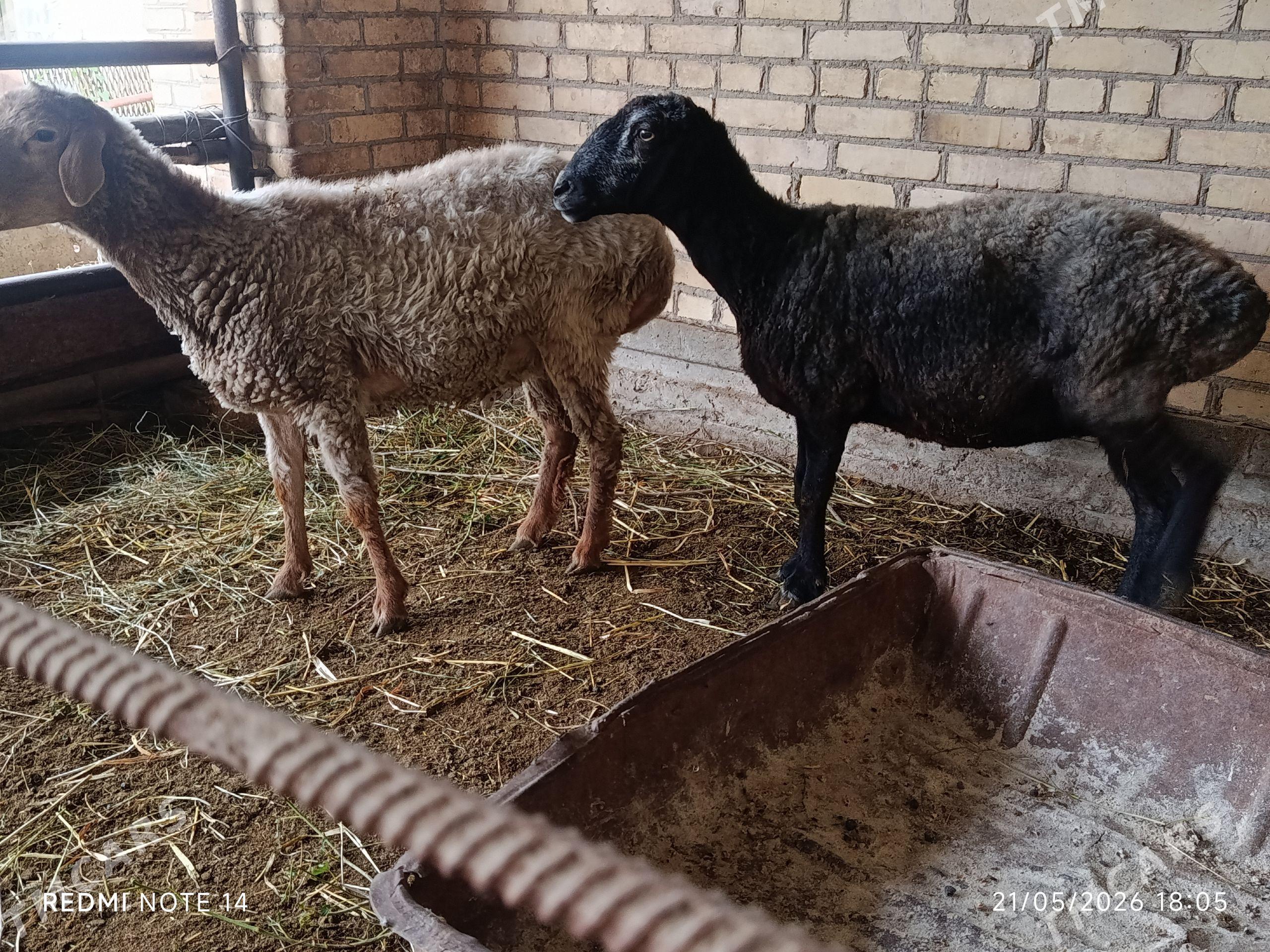 Bogaz koy we kockar soymaya - Чарджоу - img 1