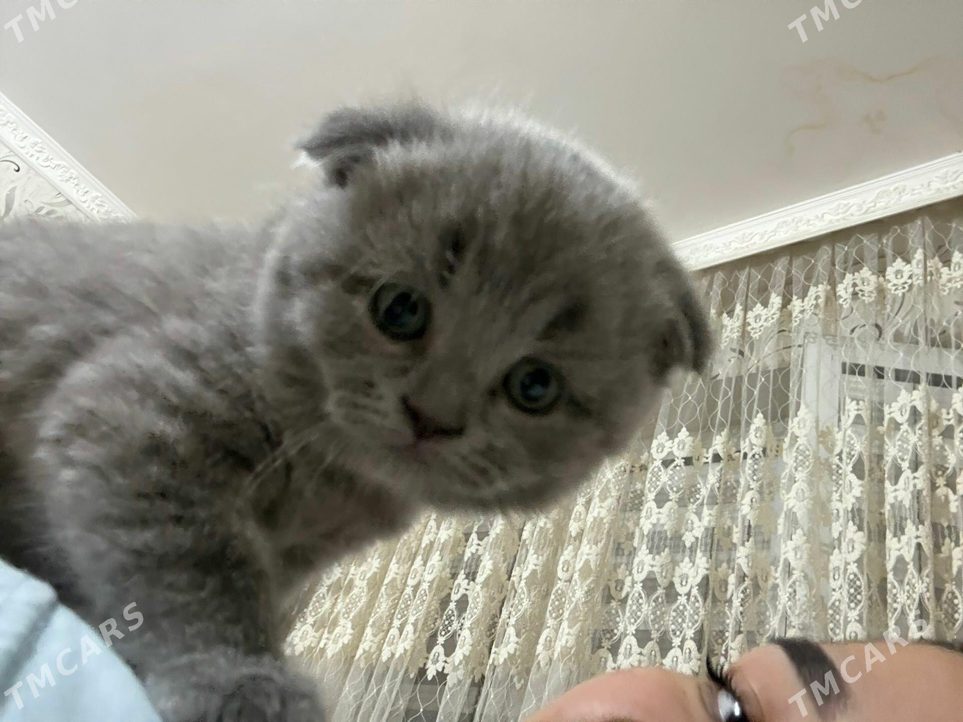Вислоухие котята - Türkmenabat - img 1