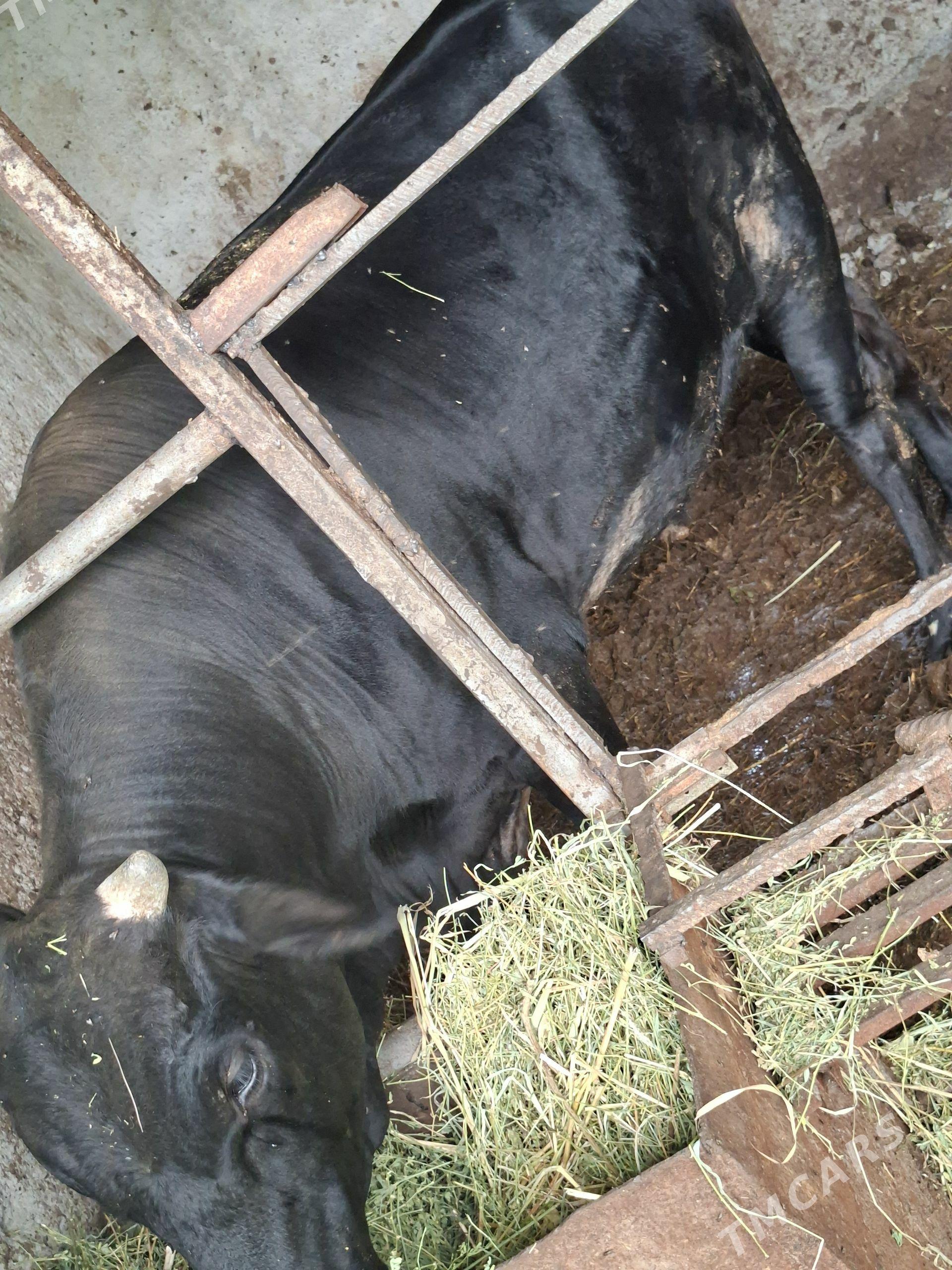 Öküz - Анев - img 1