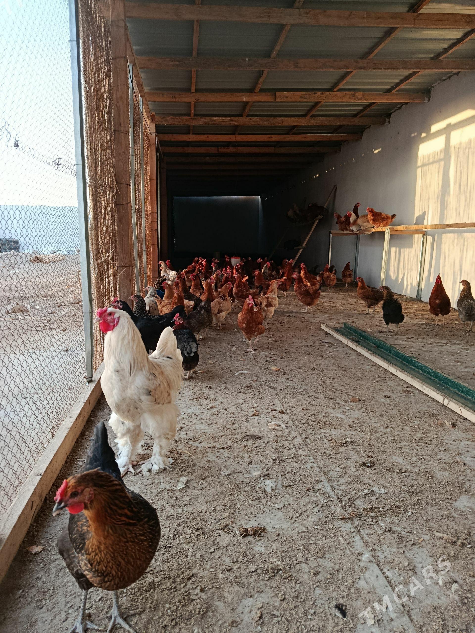 Towuk we Brama horazlar - Şabat etr. - img 1