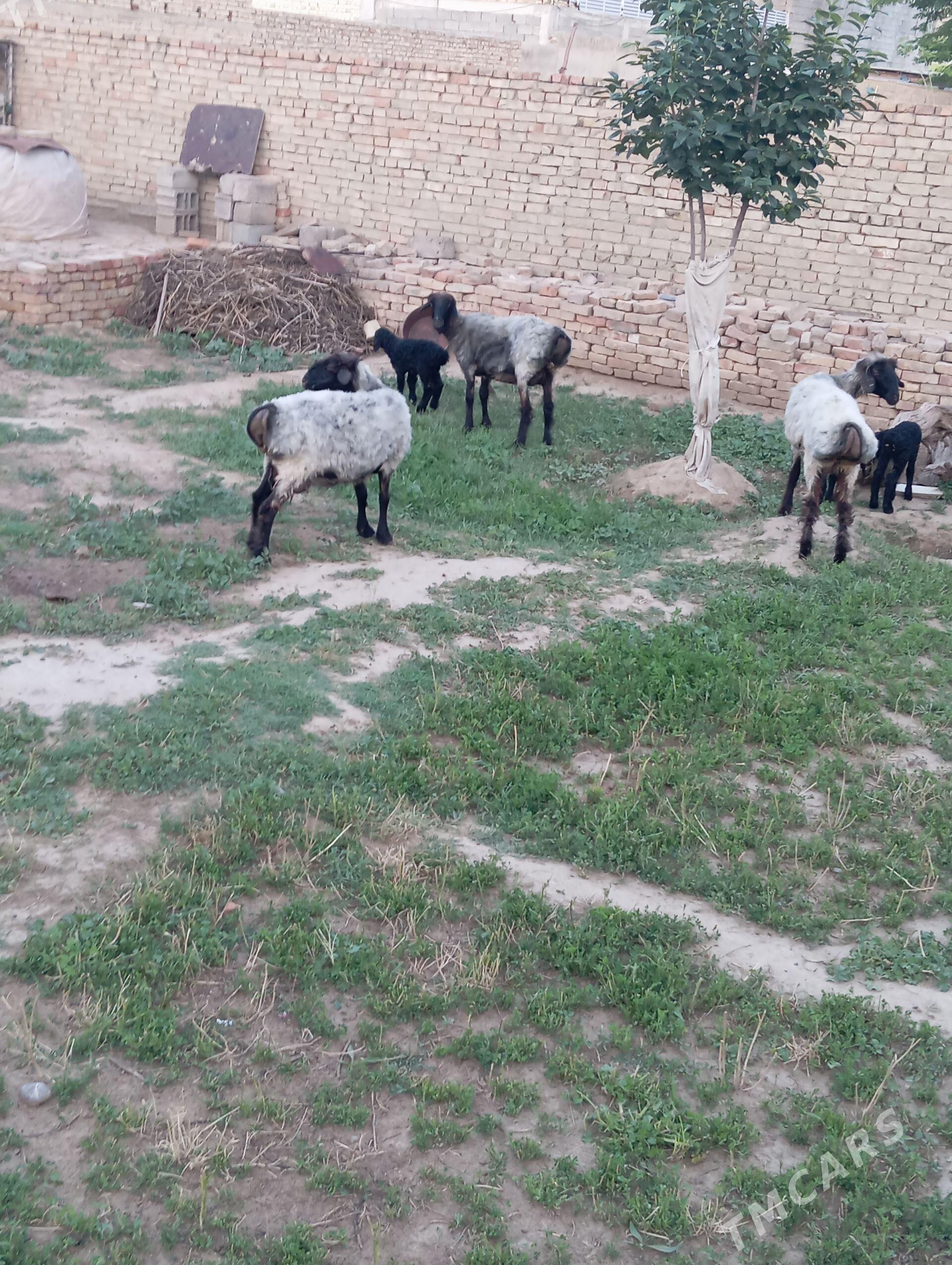 goyun guzly - Çoganly - img 1