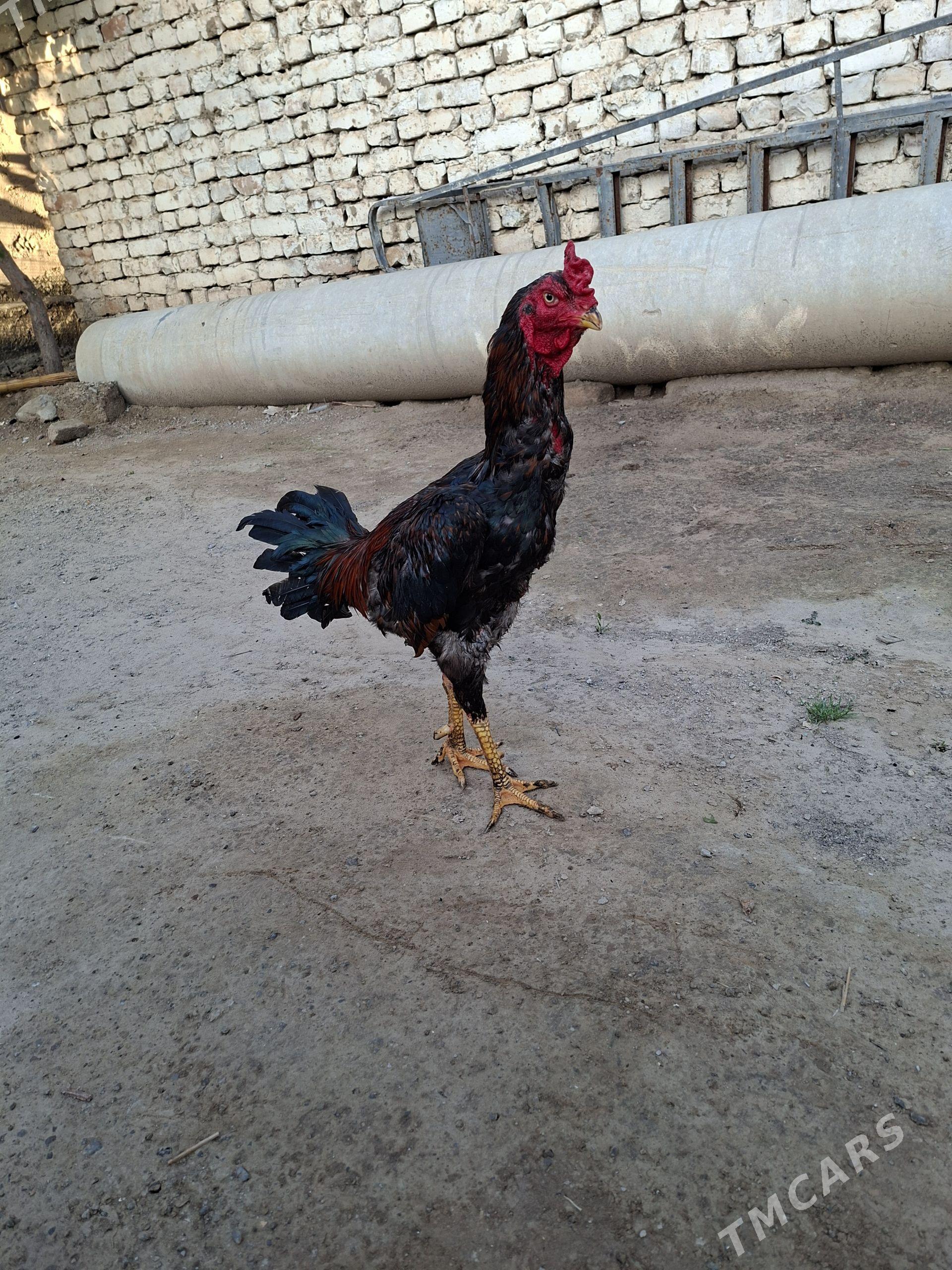 tasgent horaz - Aşgabat - img 1