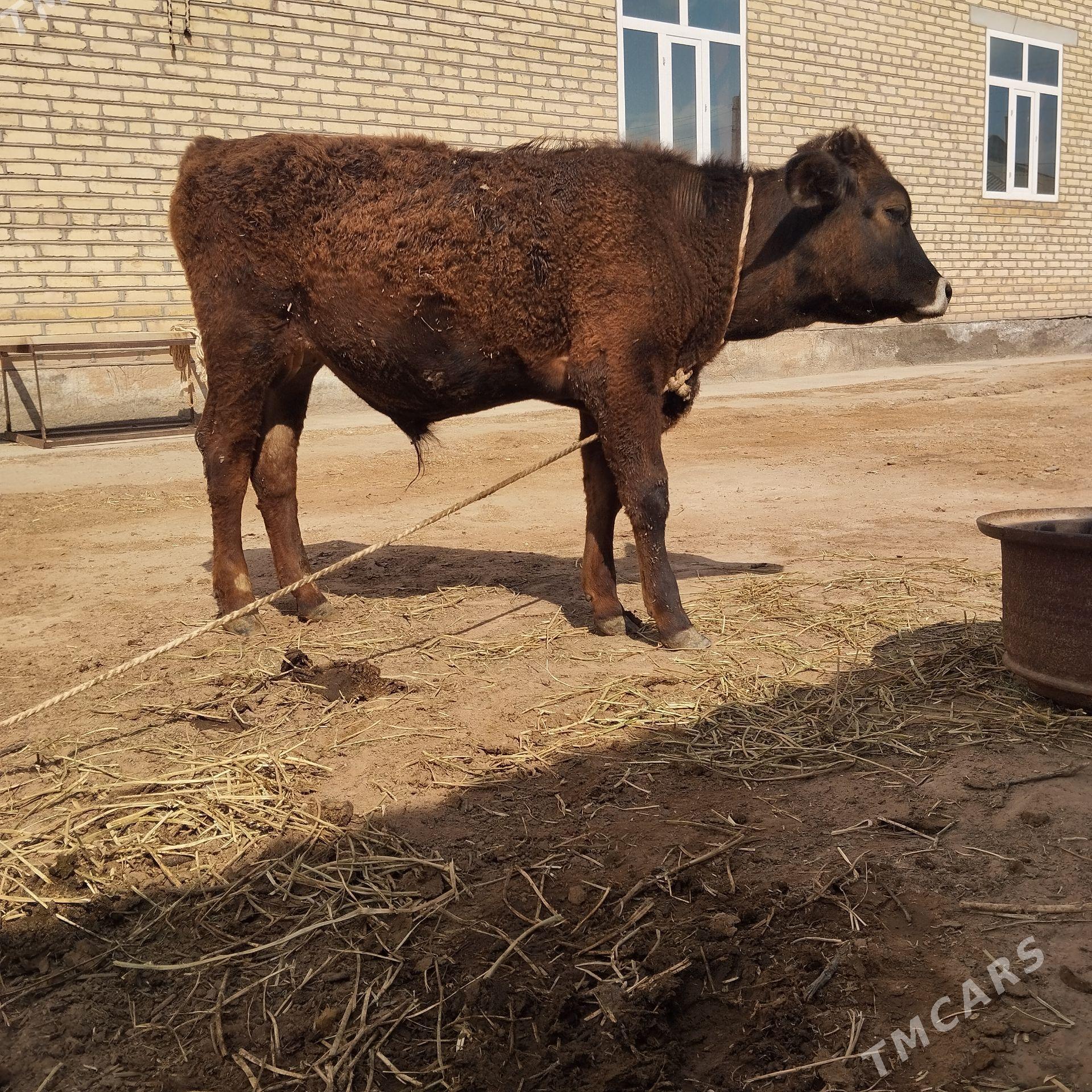 meýdan öküz - Babadaýhan - img 1