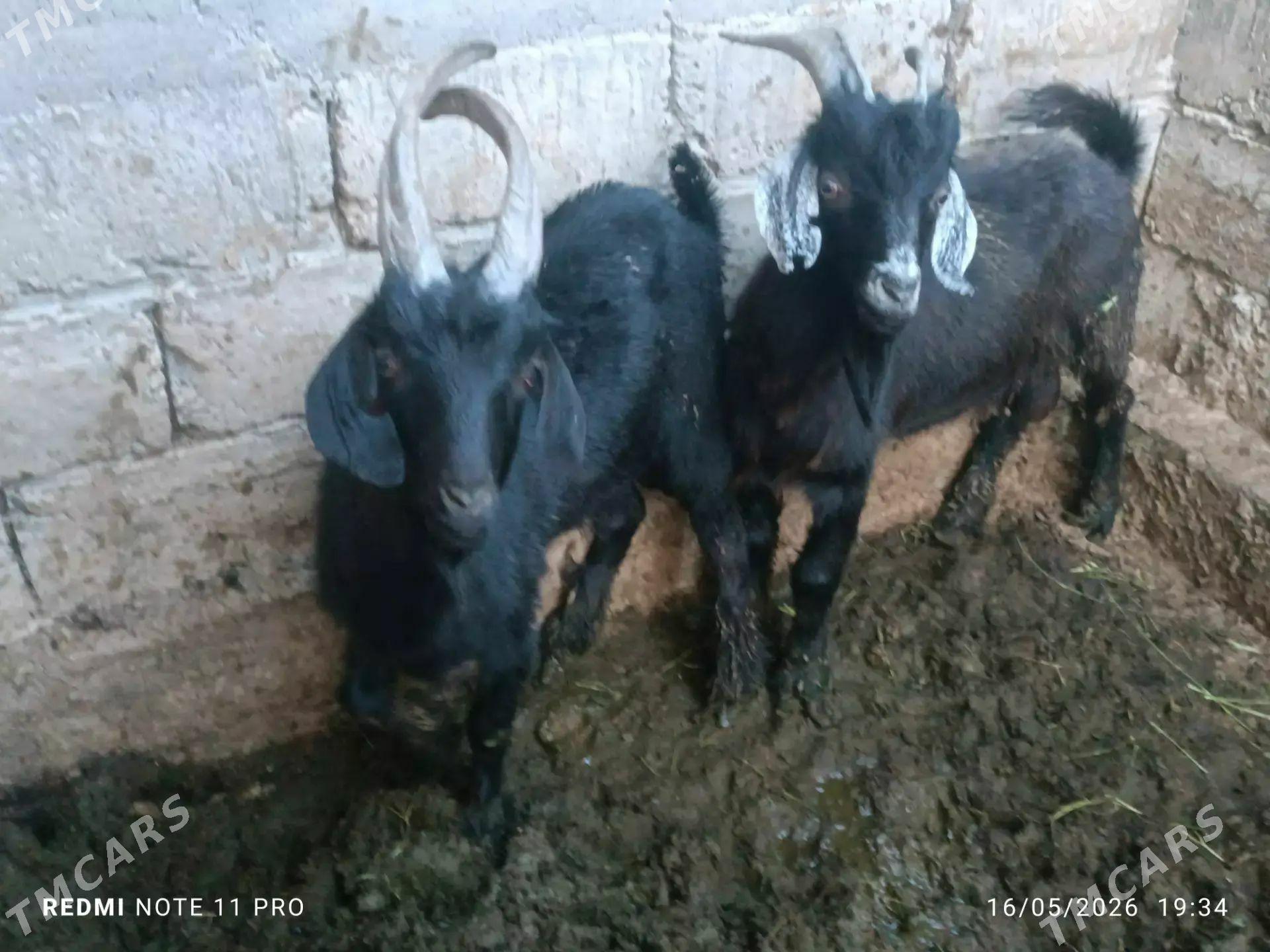 Geci - Gökdepe - img 1