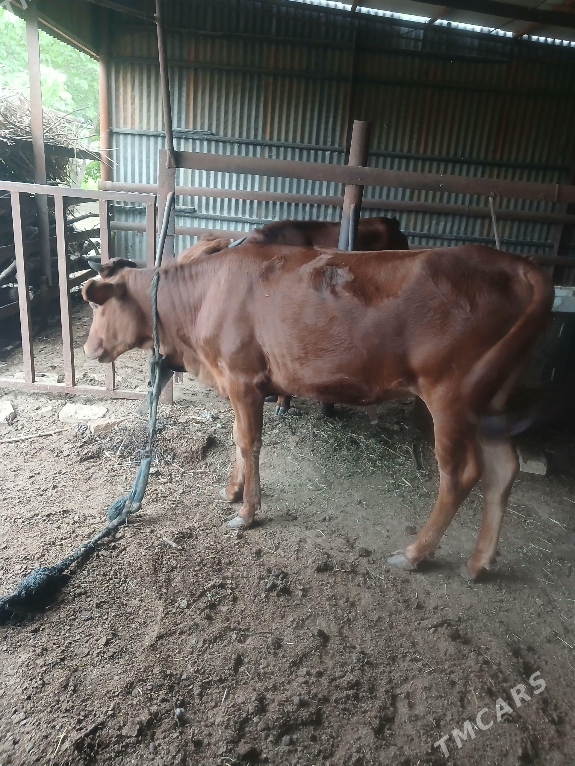 gulajyn. - Wekilbazar - img 1