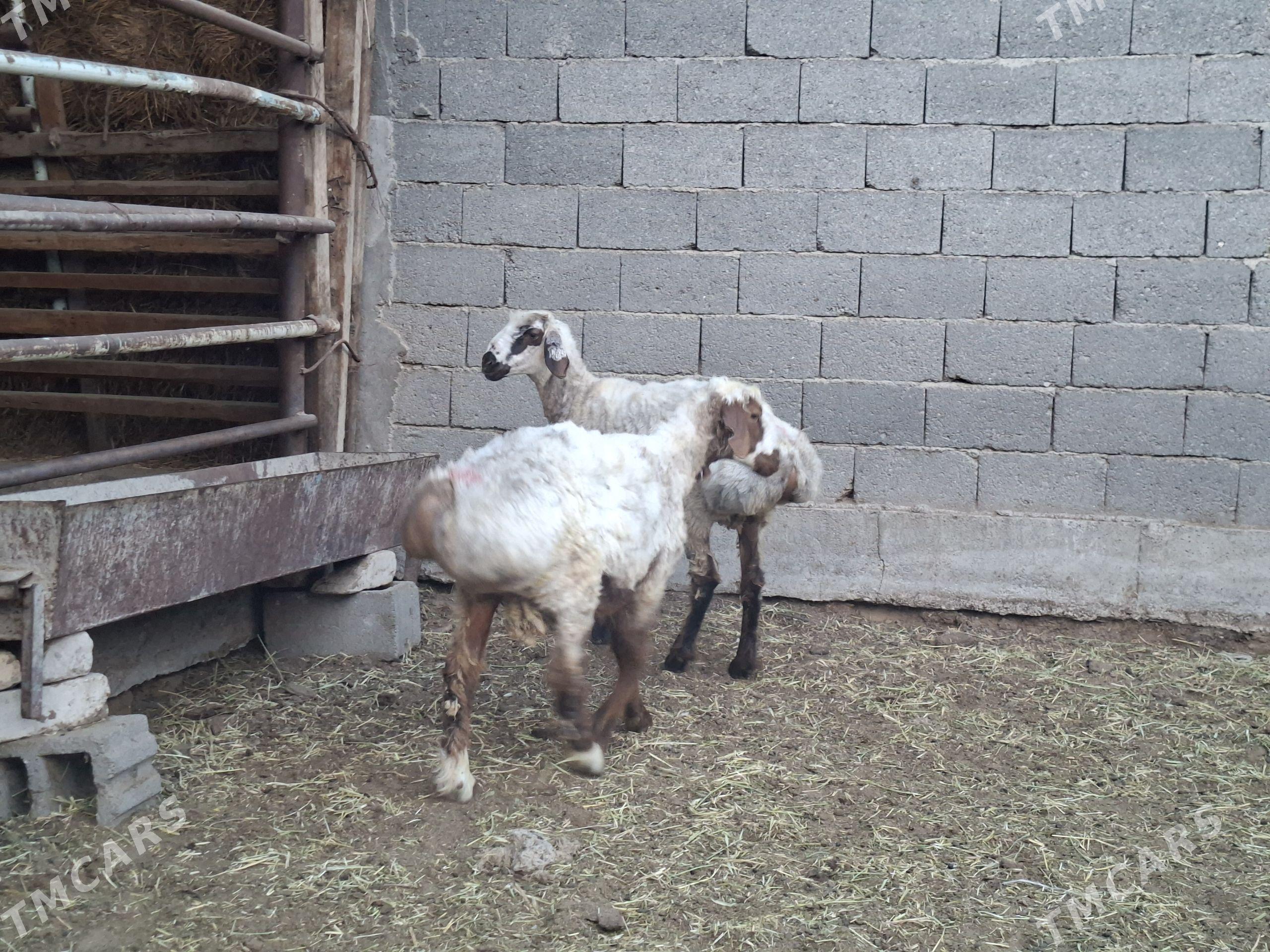 Işşek - Гёкдепе - img 1