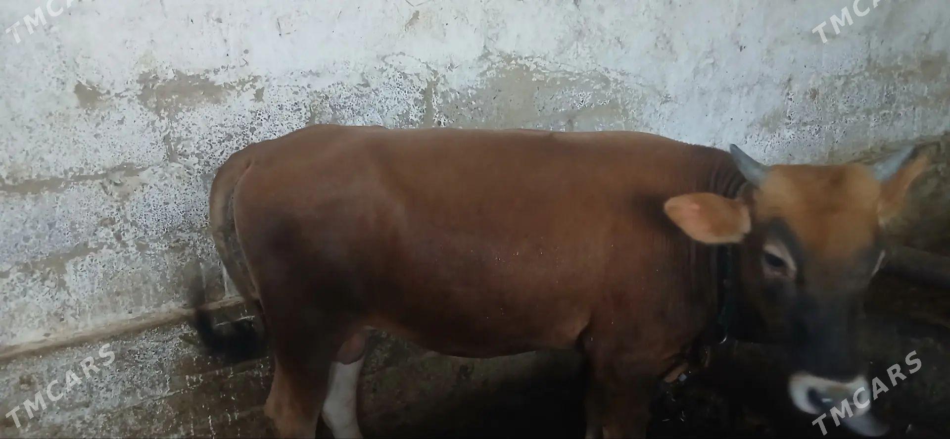 okuzce - Ýaşlyk - img 1