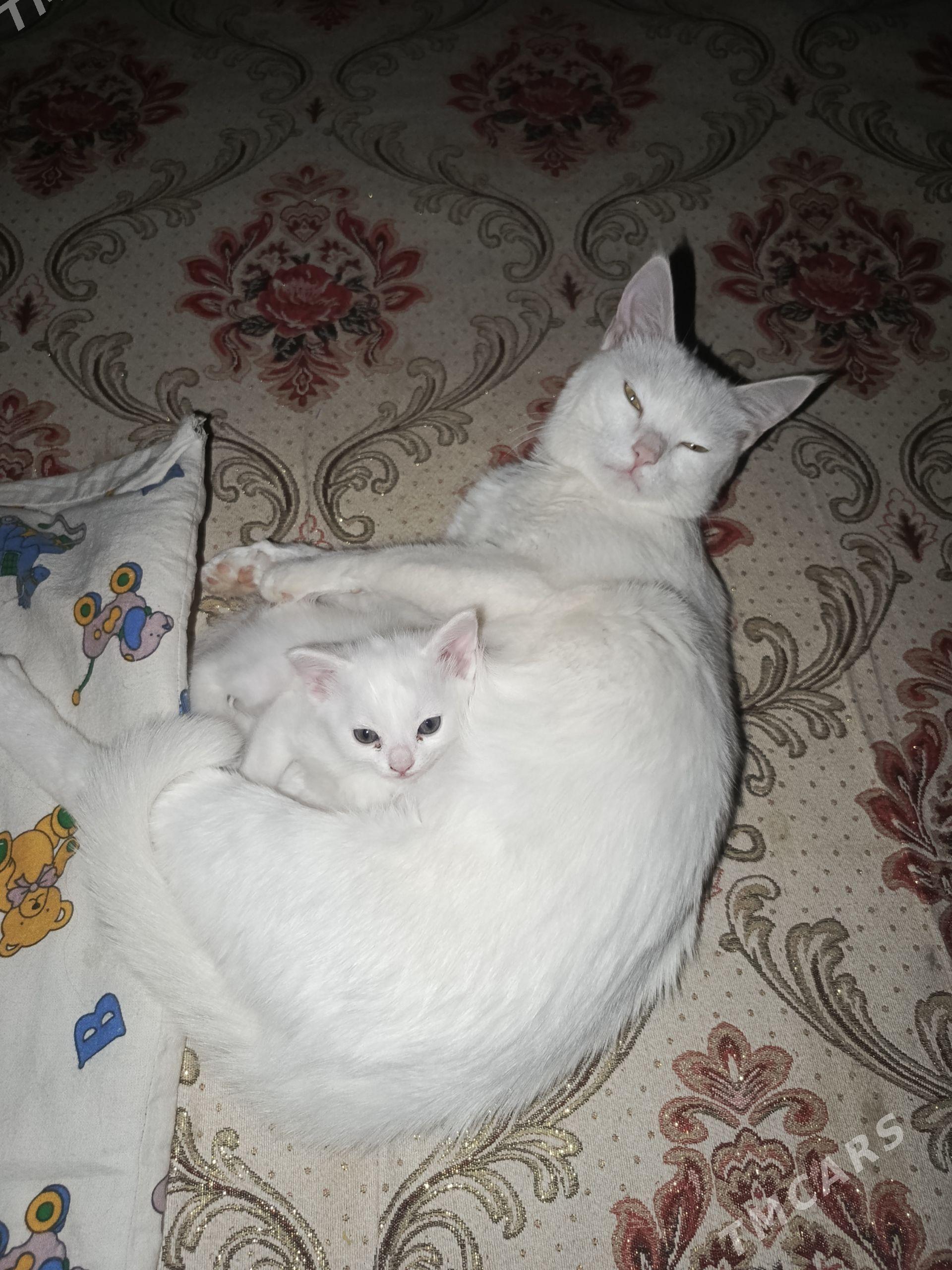 caga pişik - Wekilbazar - img 1