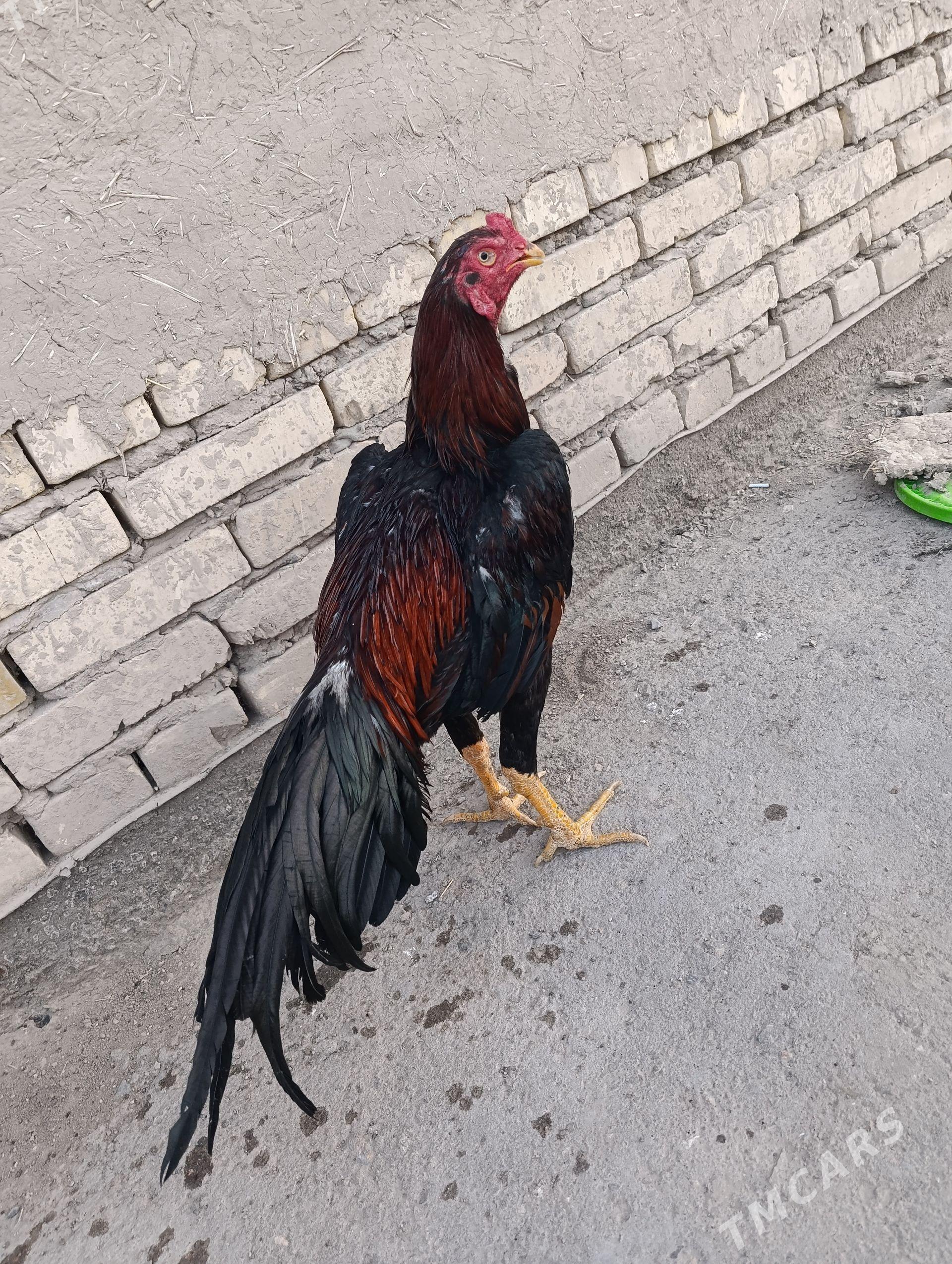 horaz - Şabat etr. - img 1