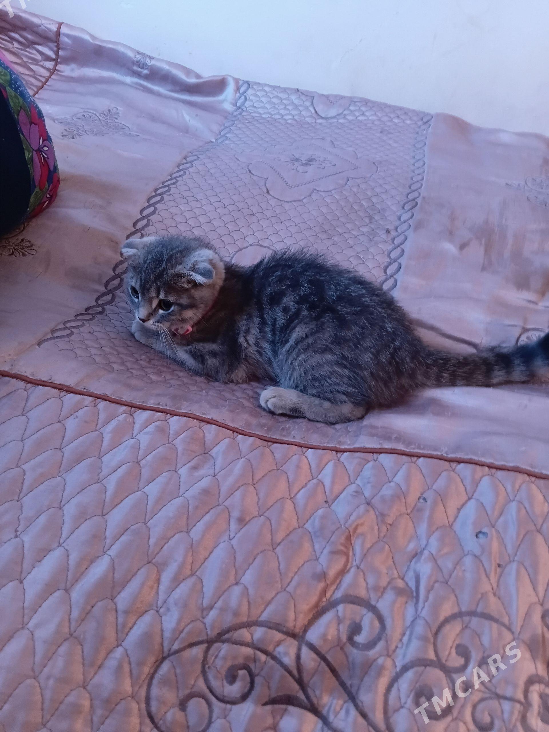 Котёнок - Türkmenabat - img 1