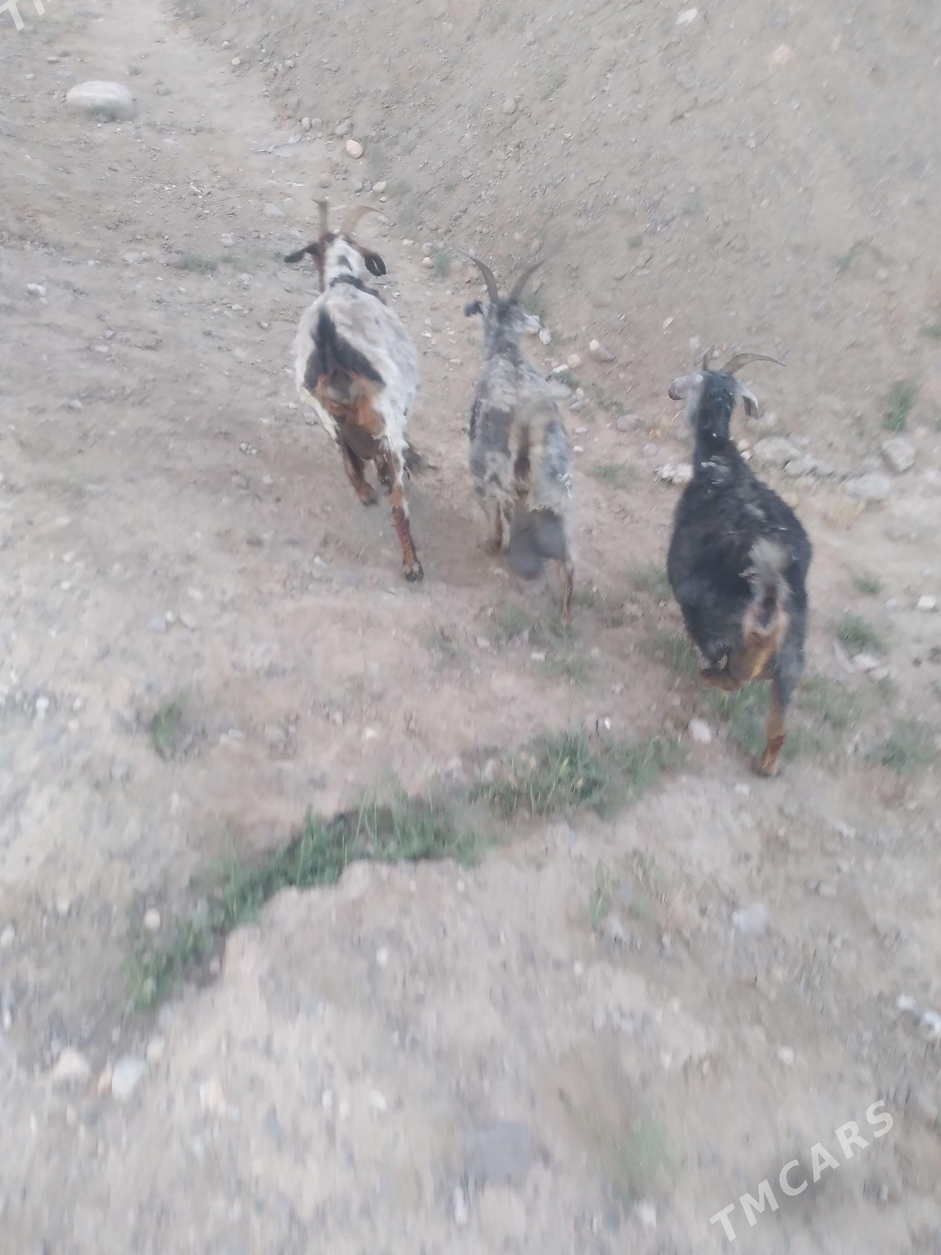 sagylyan geçi - Gumdag - img 1