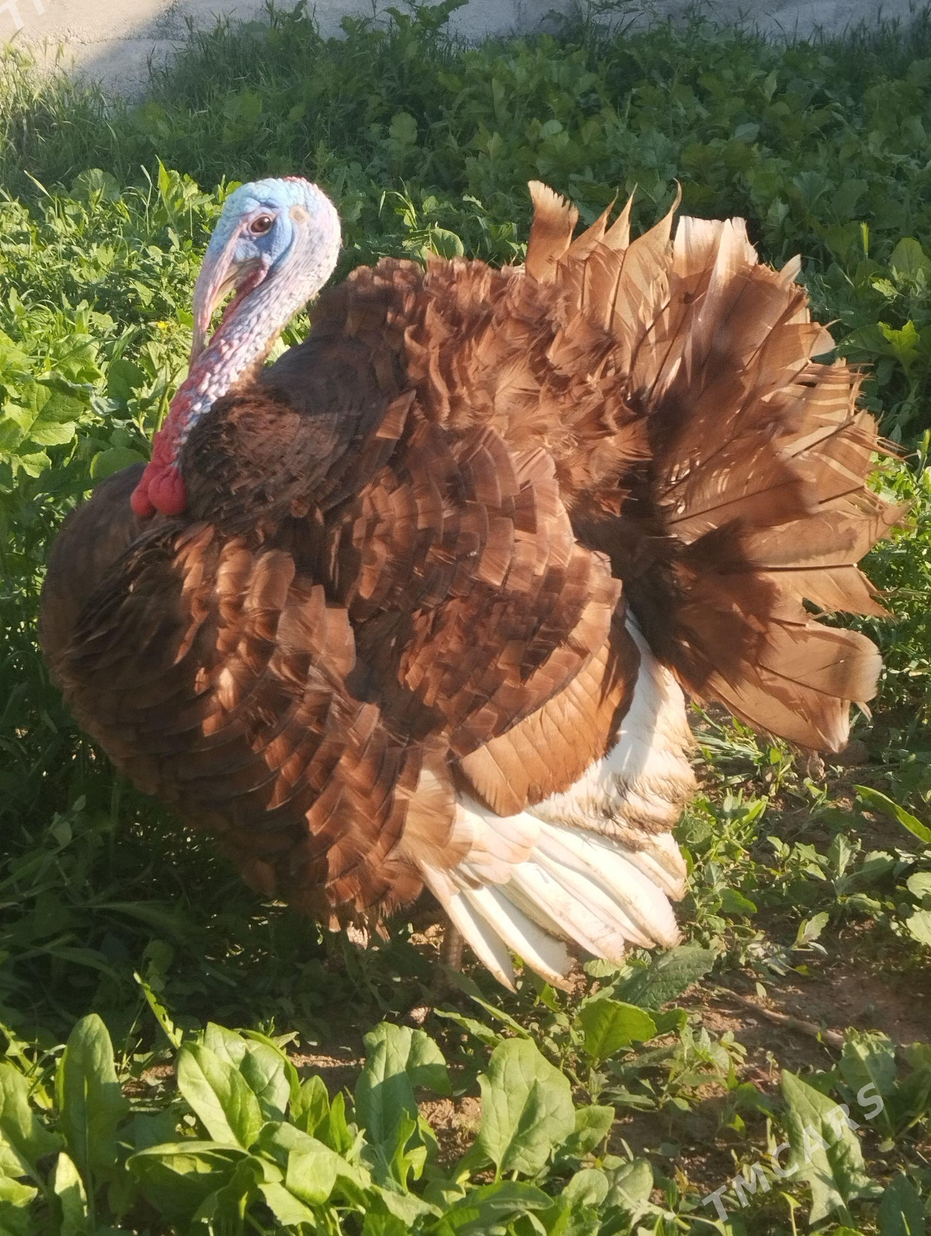 OWGAN YUMURTGAOWGAN YUMURTGA - Aşgabat - img 1