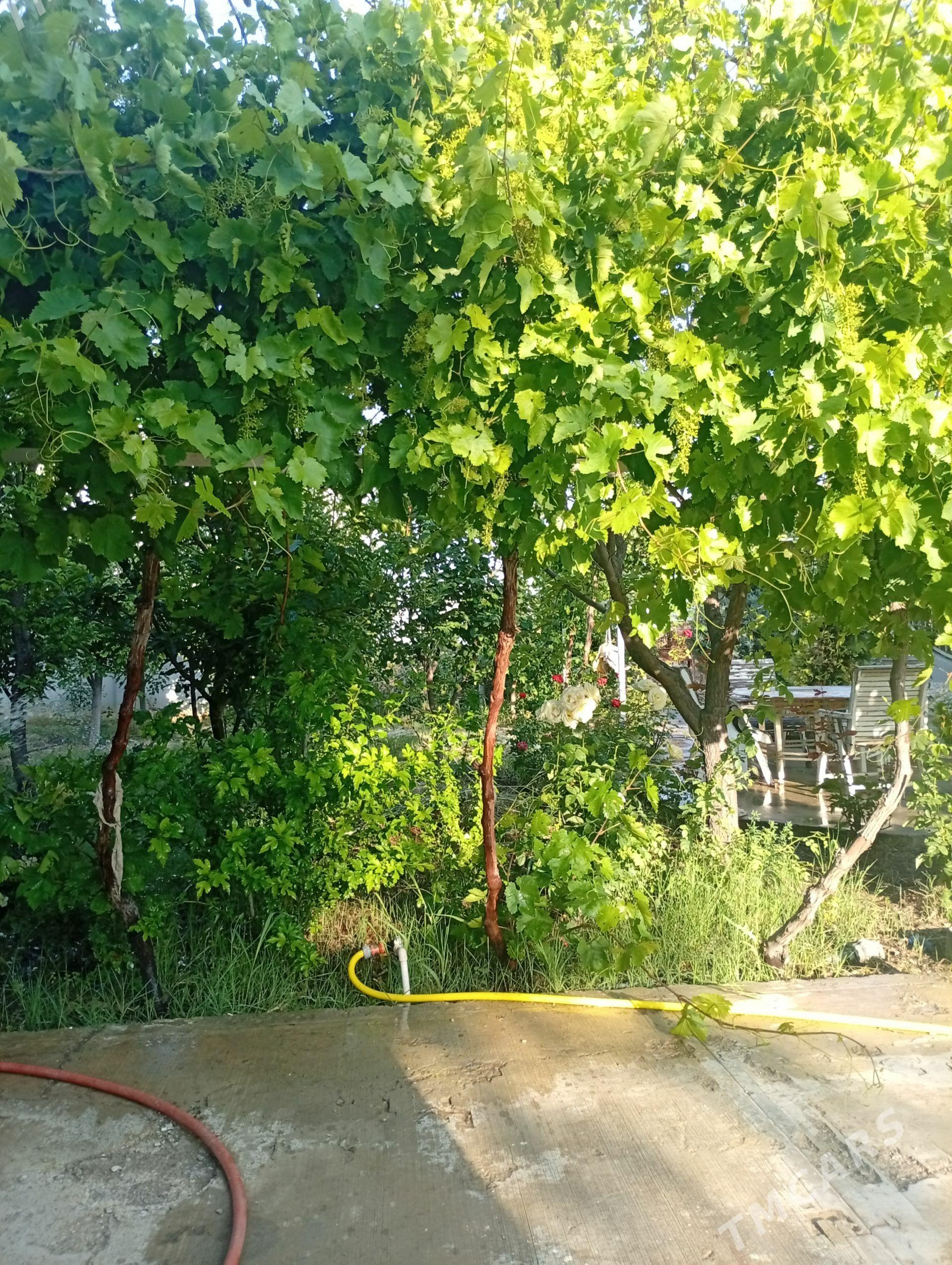 bağbagban dayhan gerek - Kaka - img 1