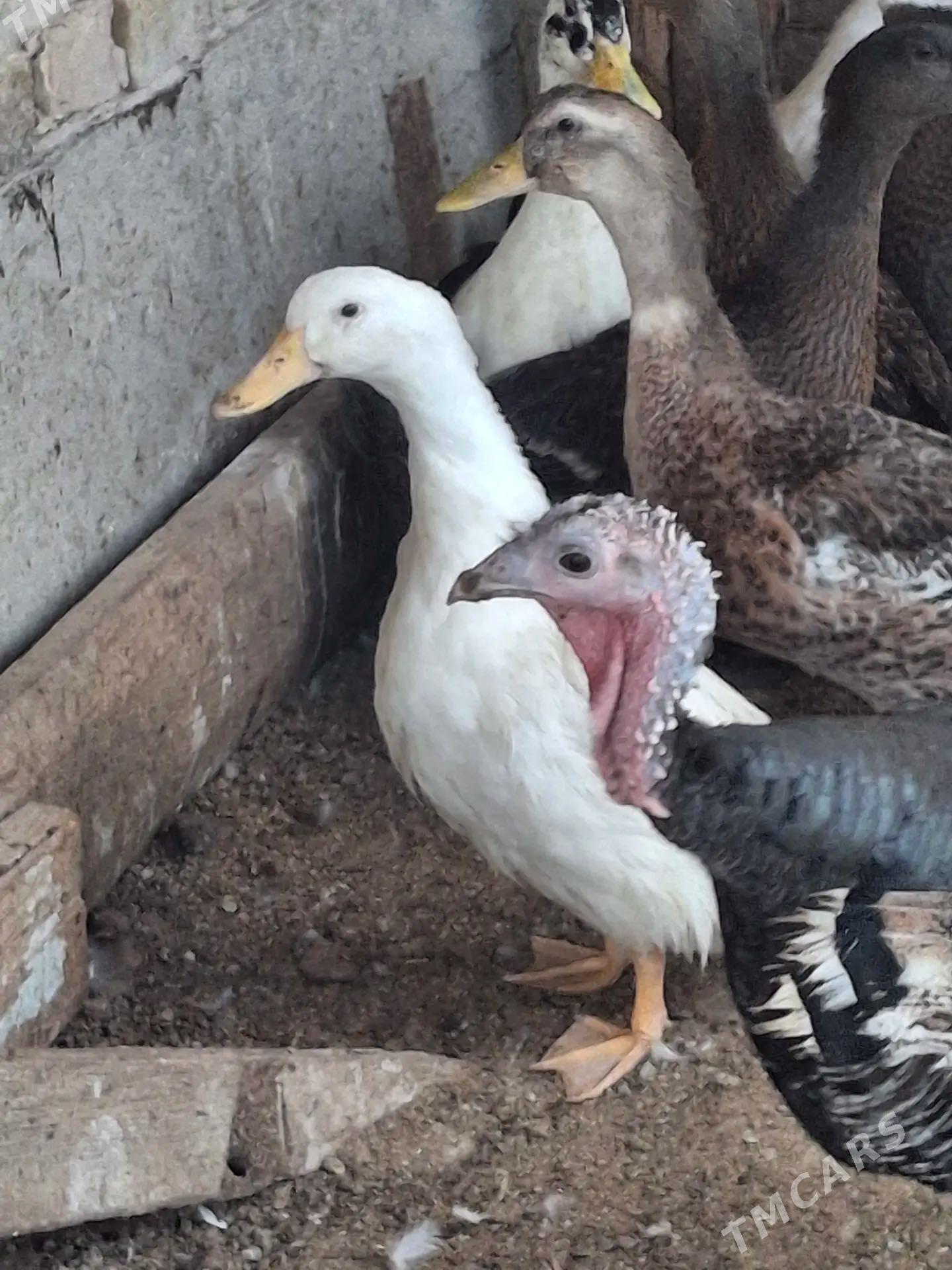 gal gak ördek - Türkmenabat - img 1