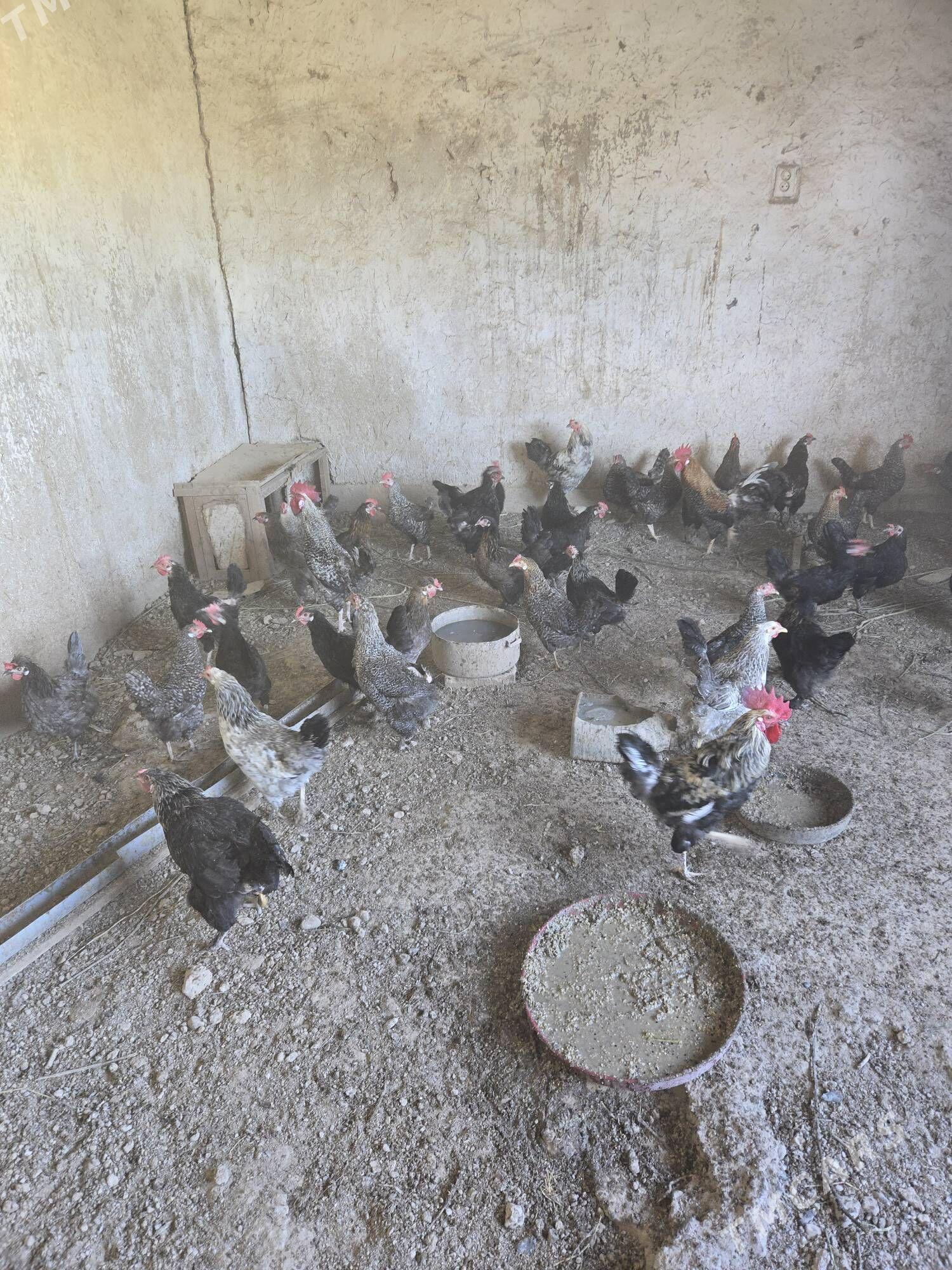 yumurtka - Кака - img 1