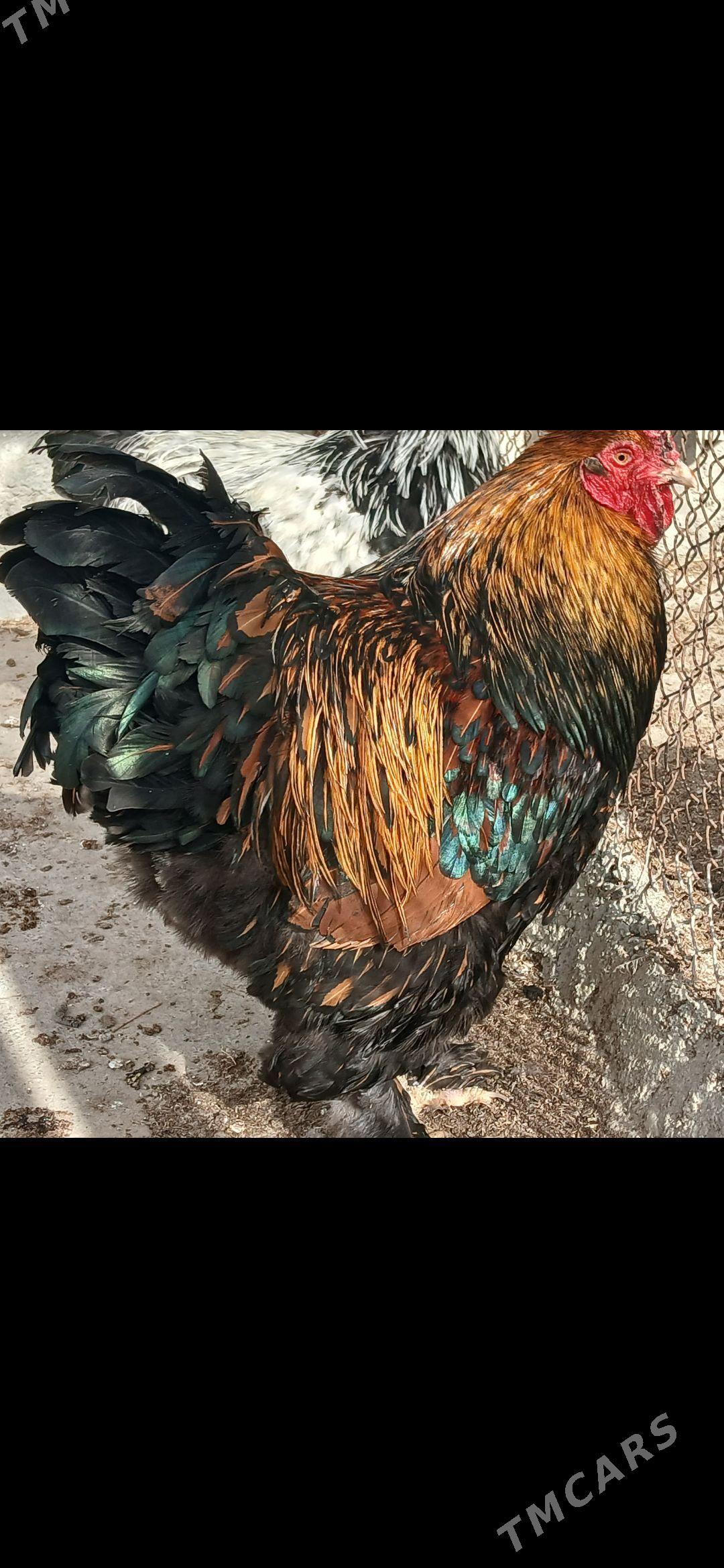 byrama laset horoz - Gökdepe - img 1