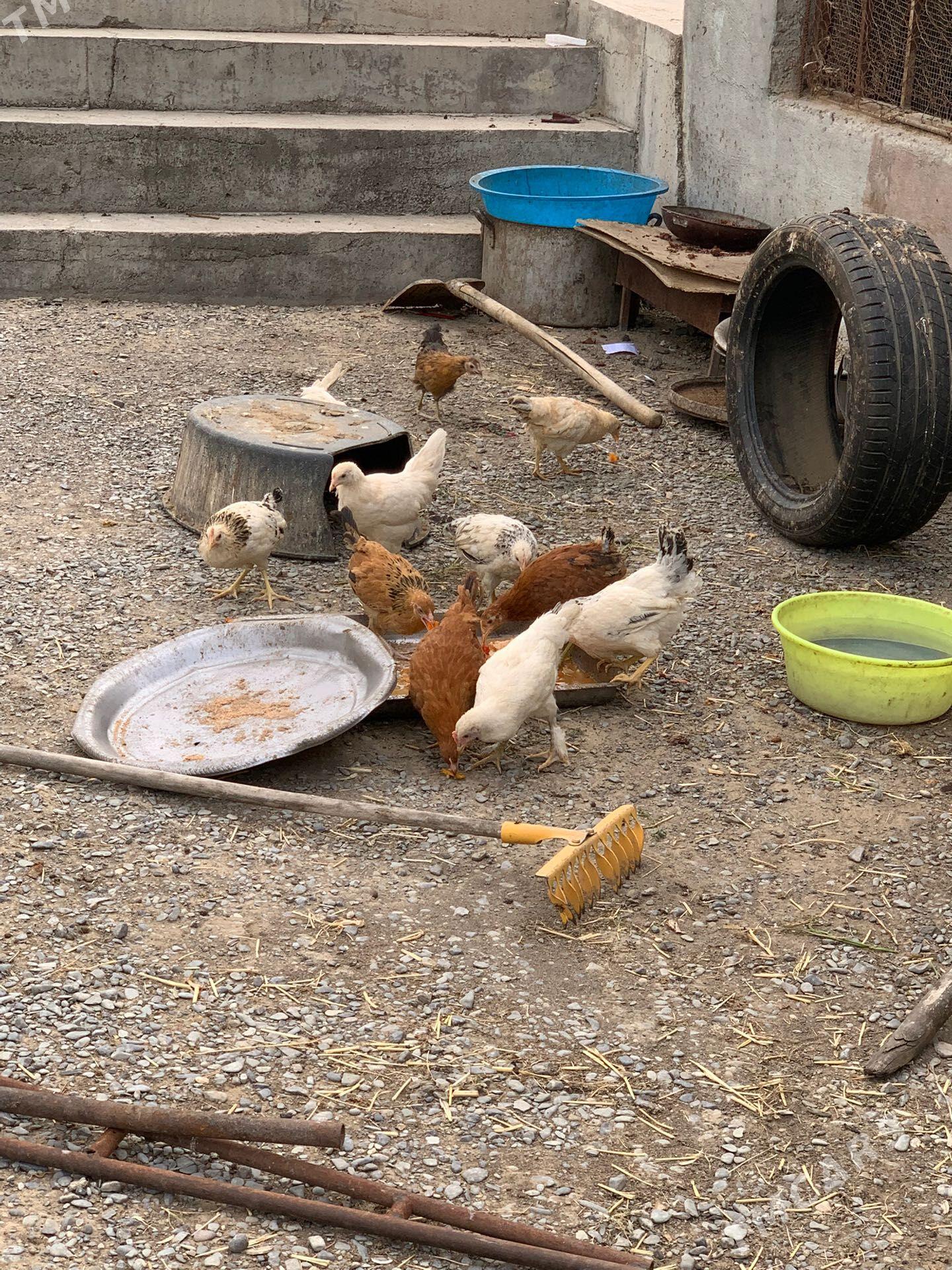juyje - Büzmeýin - img 1