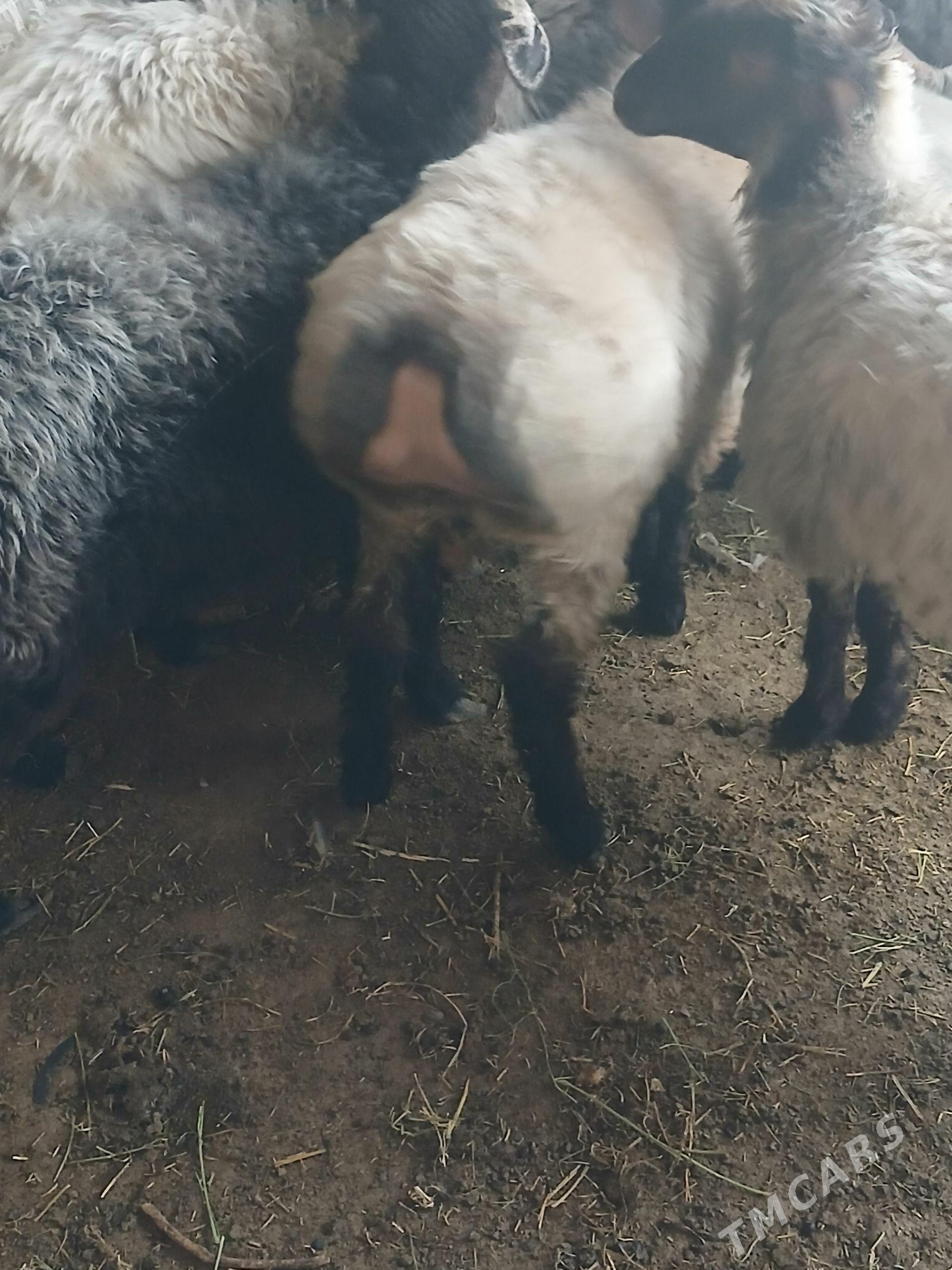 goyun biçilen işşek - Büzmeýin - img 1
