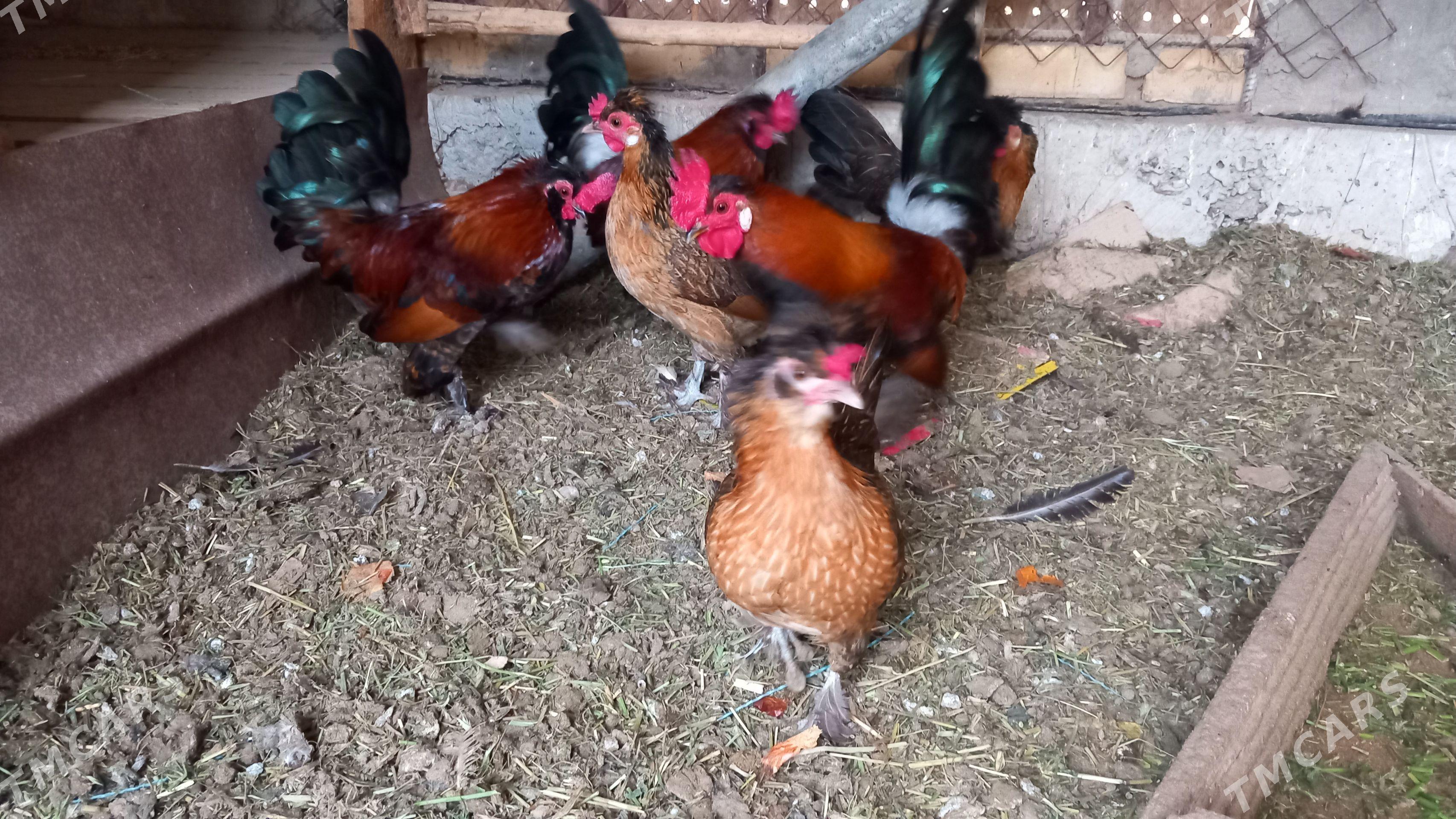 karlik towuk we horazlar - Oguz han - img 1