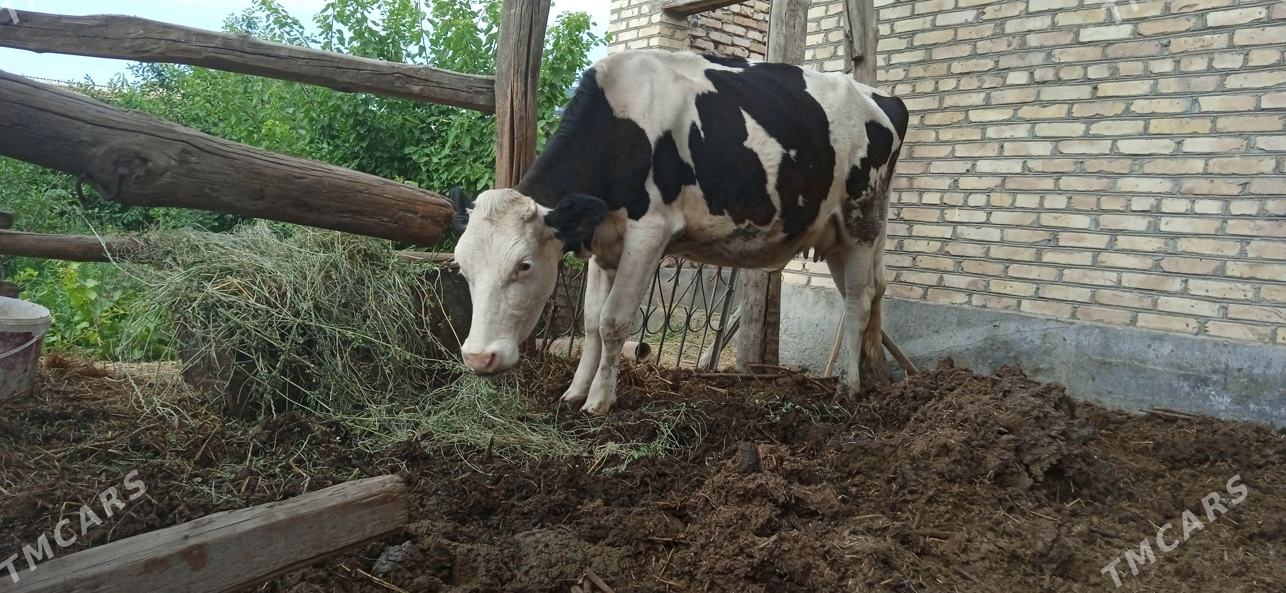 Galşteyin sygyr - Çärjew - img 1