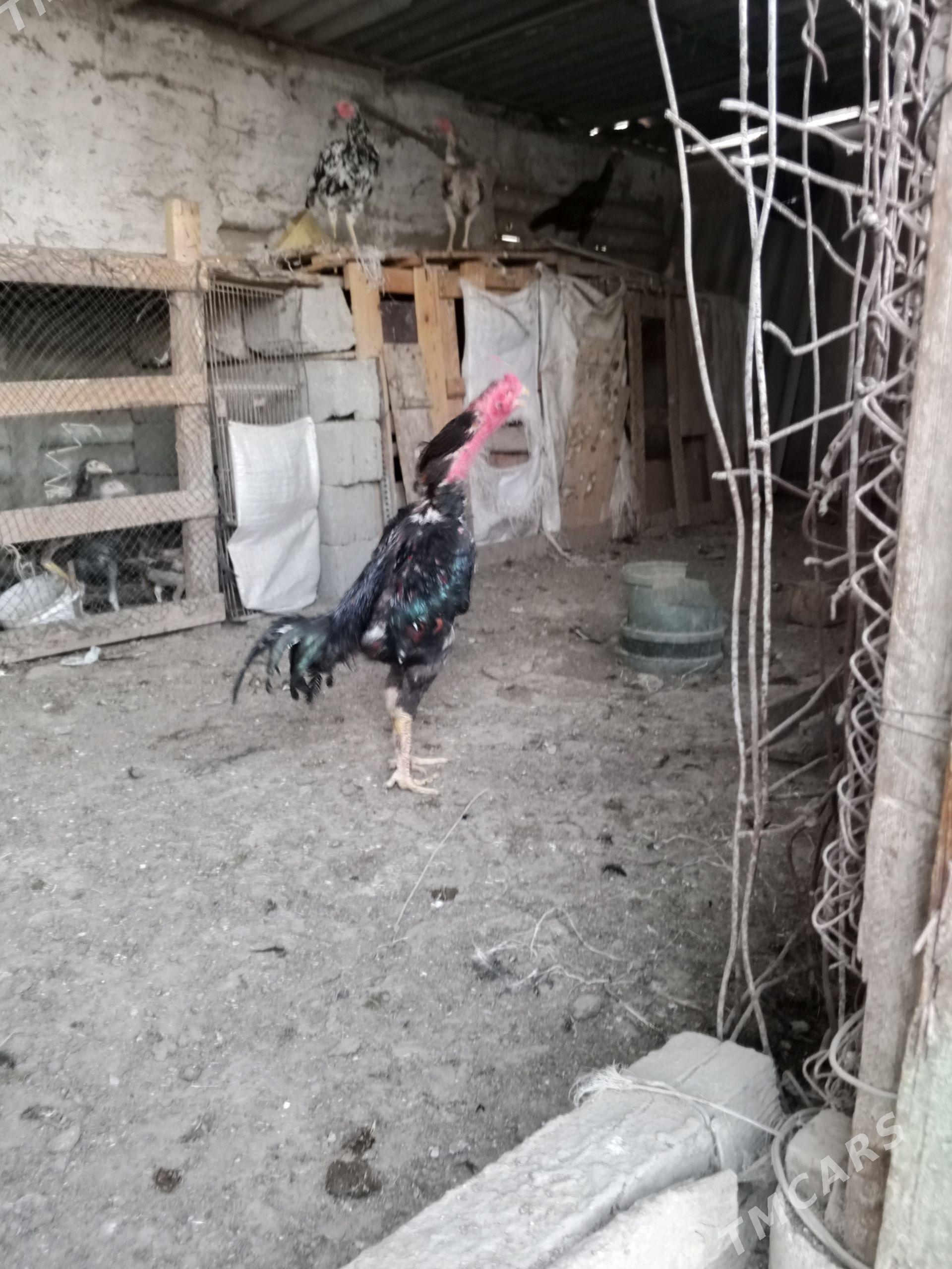 Taskenit horoz - Гёкдепе - img 1