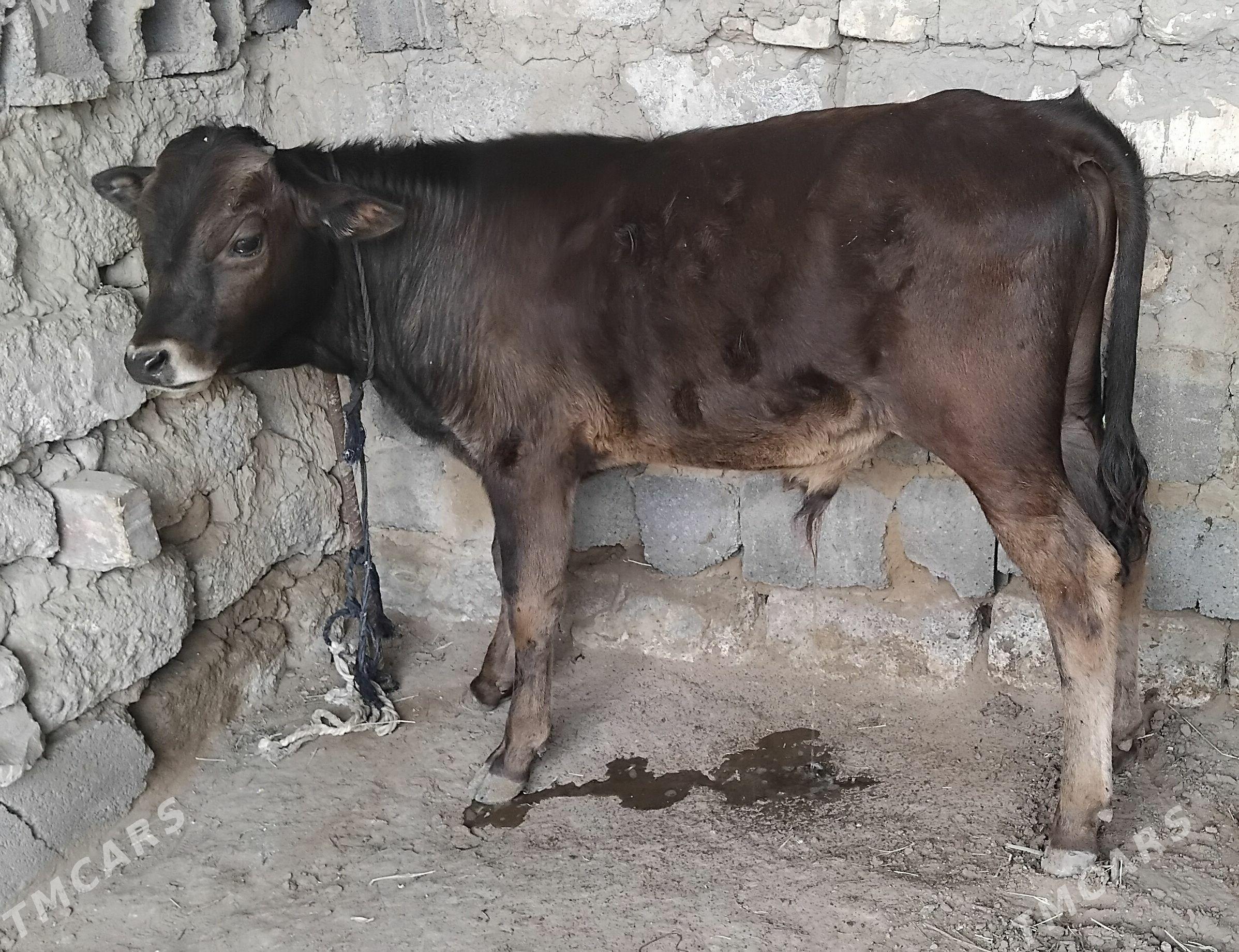 GARA OKÛZ ŞWES - Aşgabat - img 1