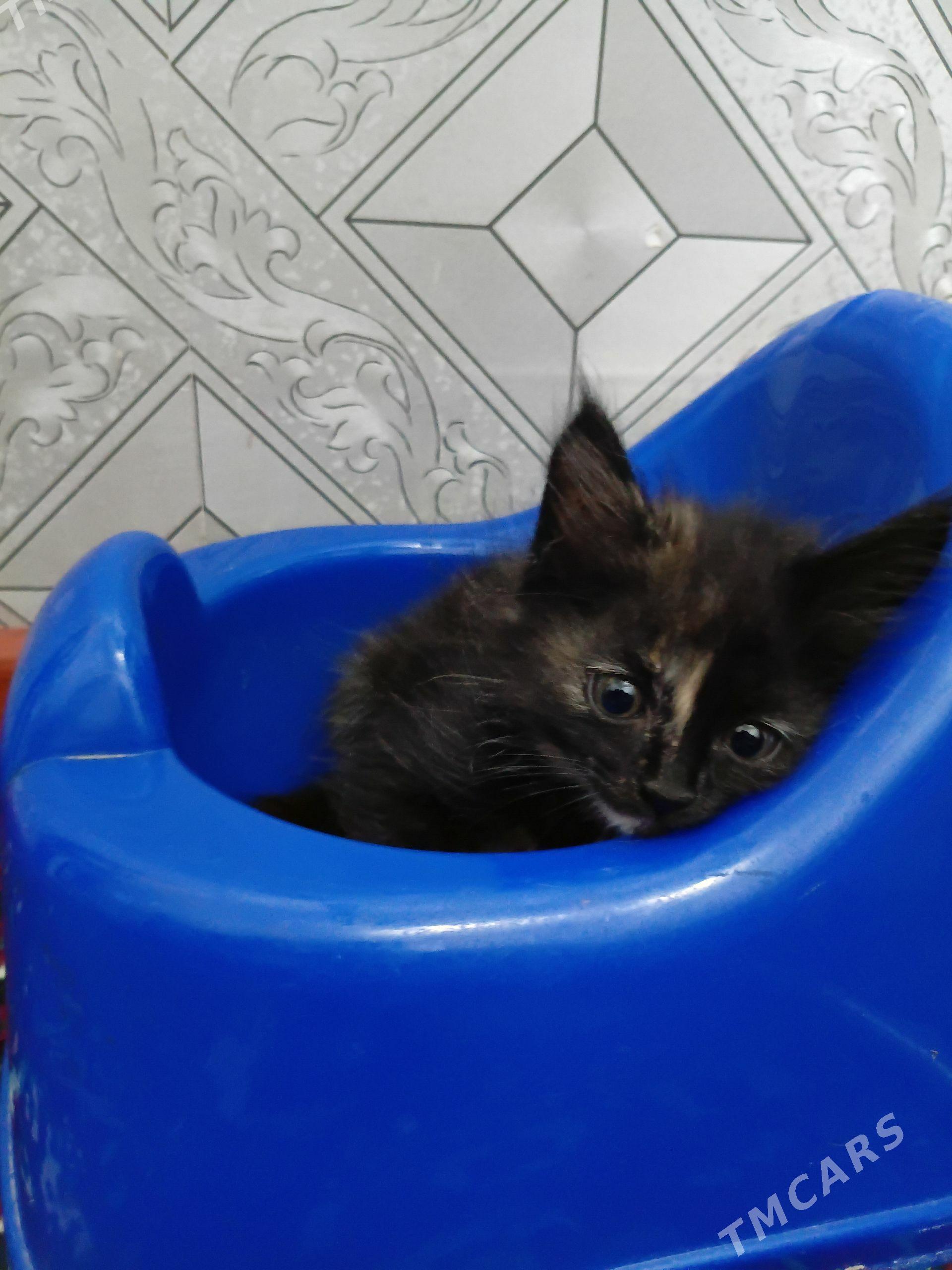 котята - Мары - img 1