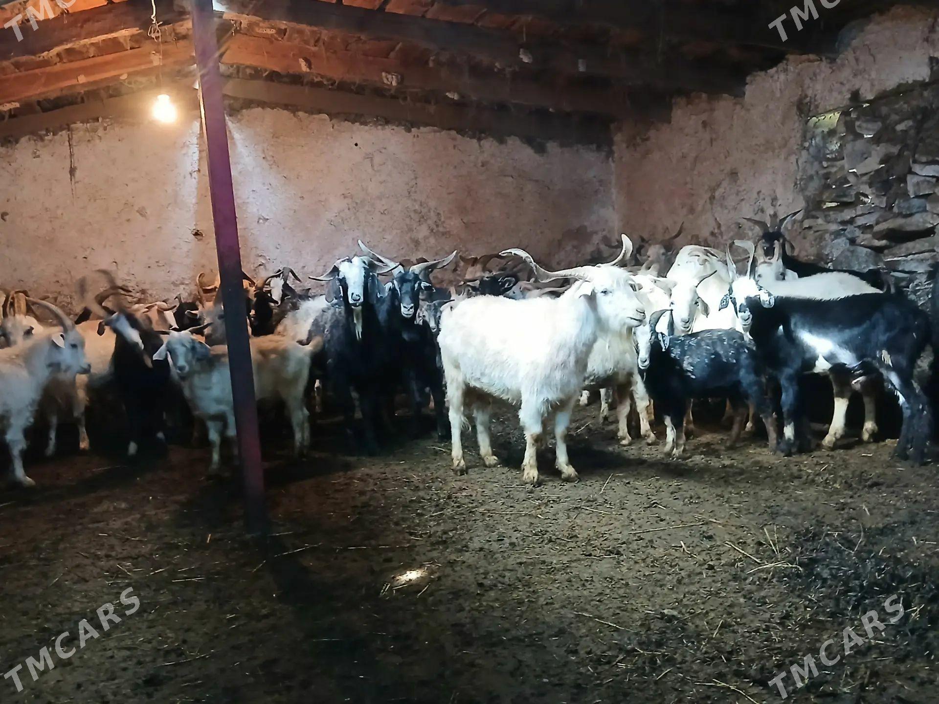 Geçi - Бахарден - img 1