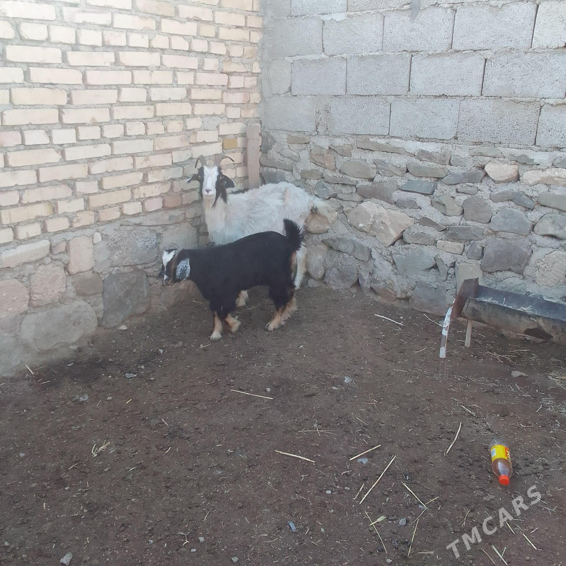 Owlakly geçi - Bereket - img 1