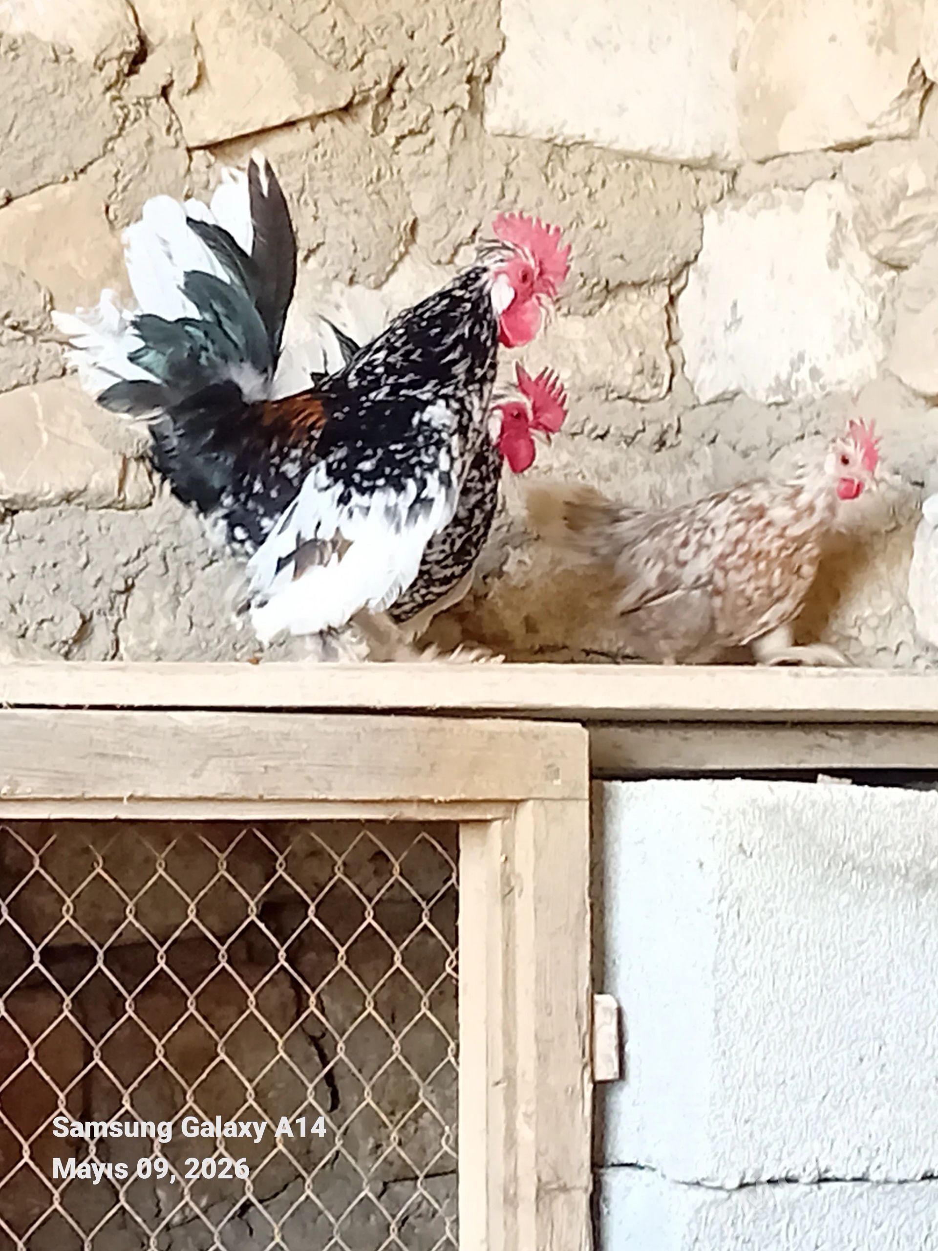 karlı towuk - Balkanabat - img 1