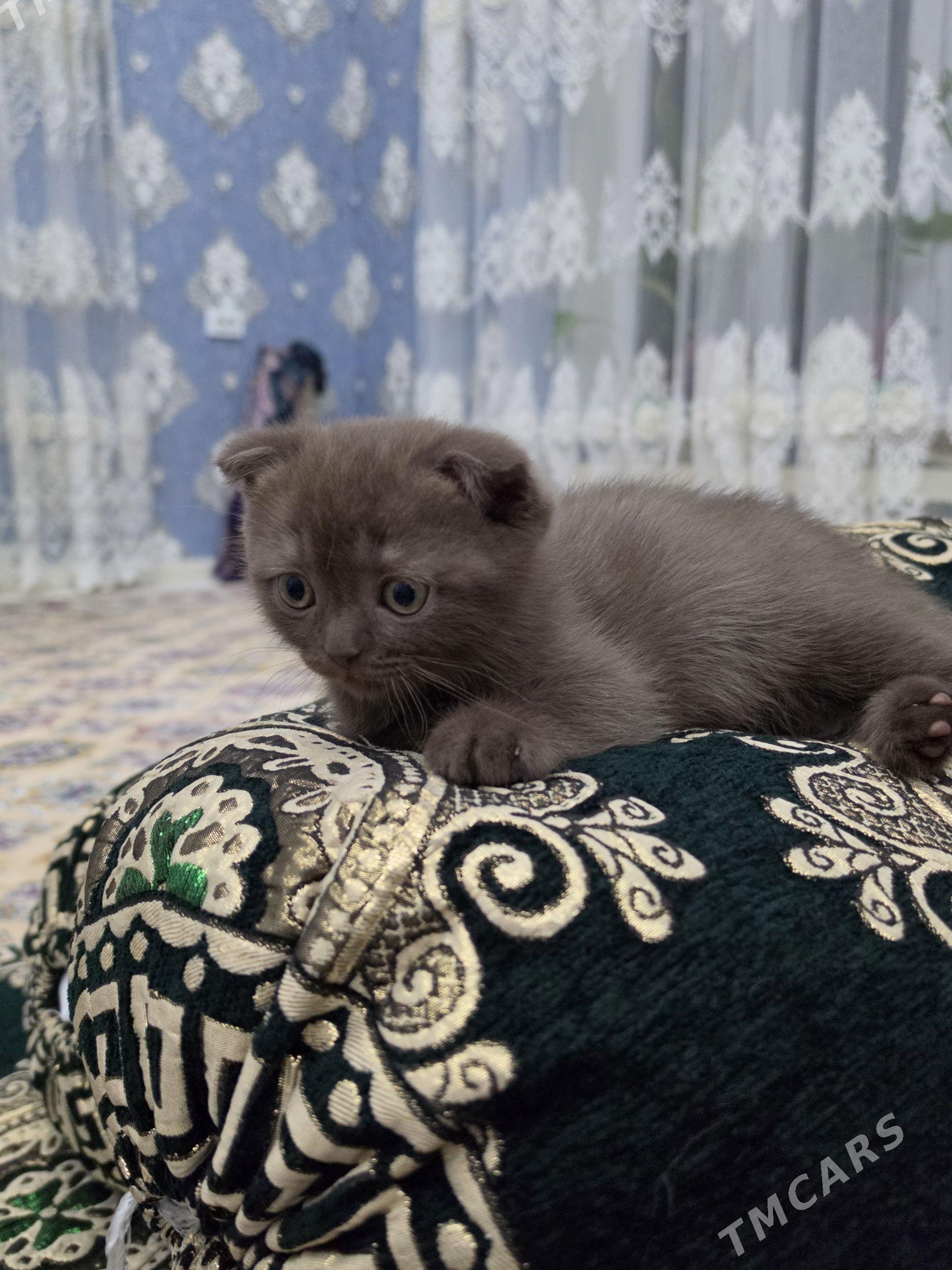 котенок вислоухий - Бузмеин ГРЭС - img 1