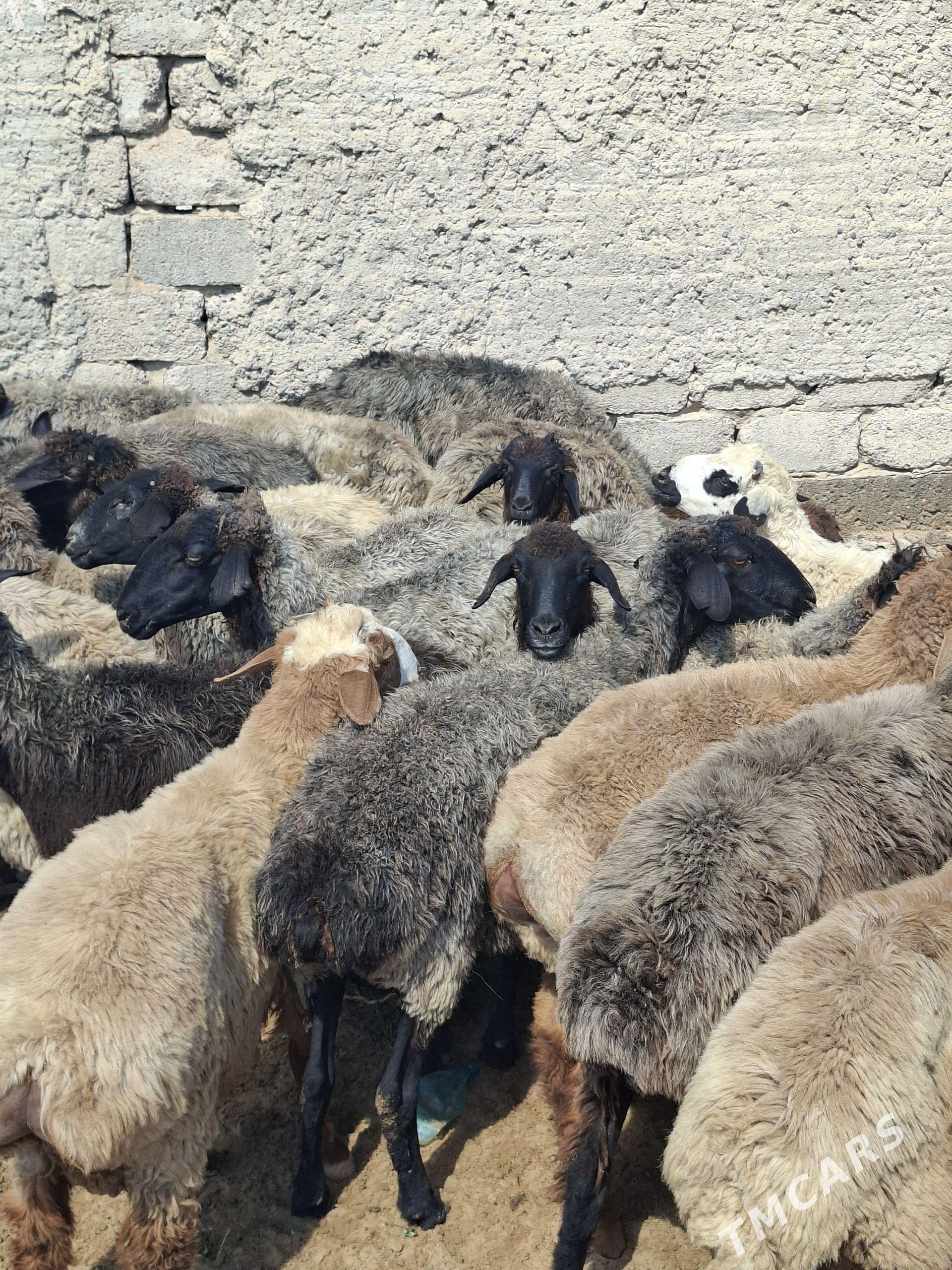 Goyunar gurwanyga yarayan tokl - Garadamak Şor - img 1