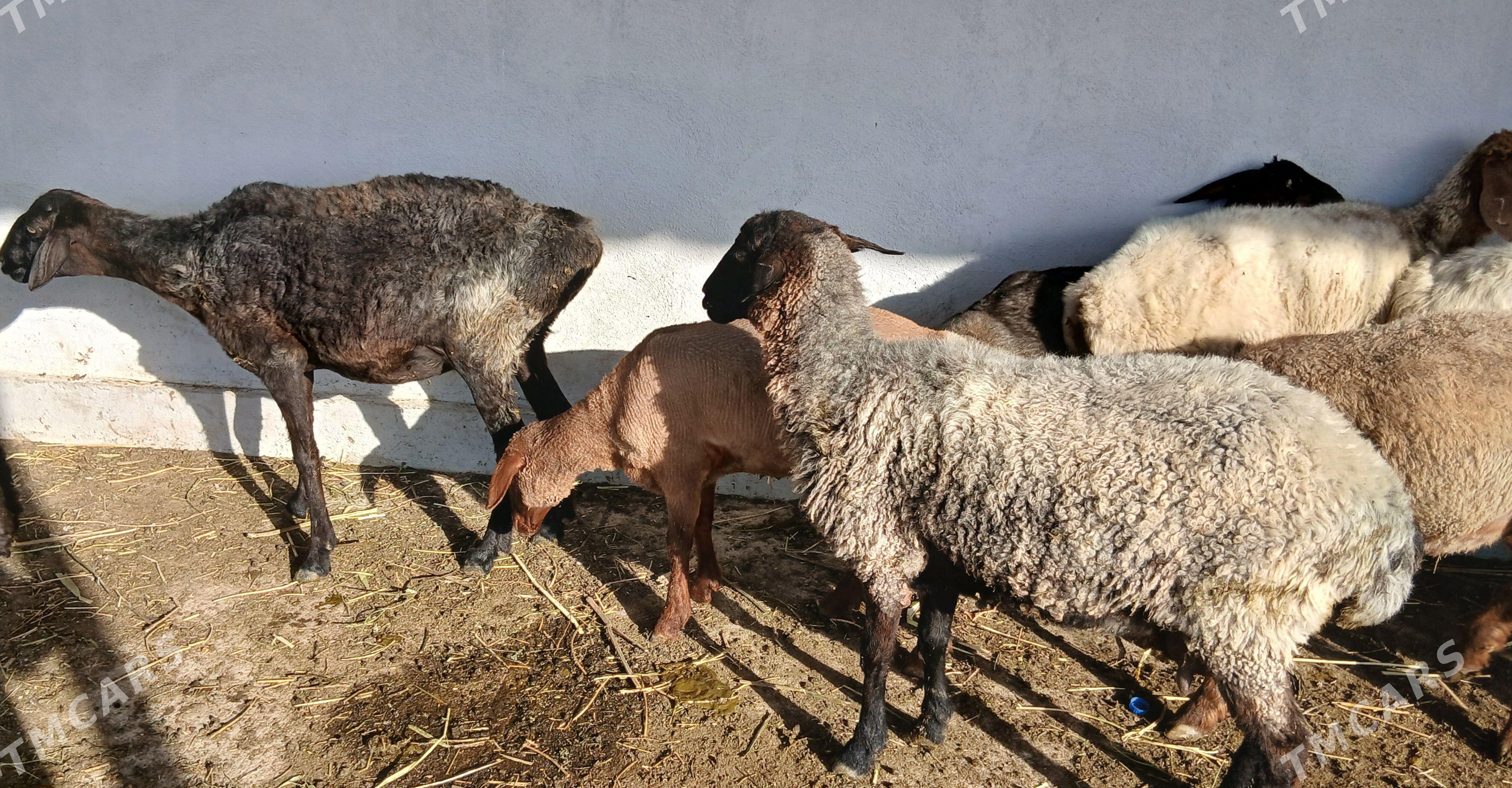 goyun guzy issek dog - Гёкдепе - img 1