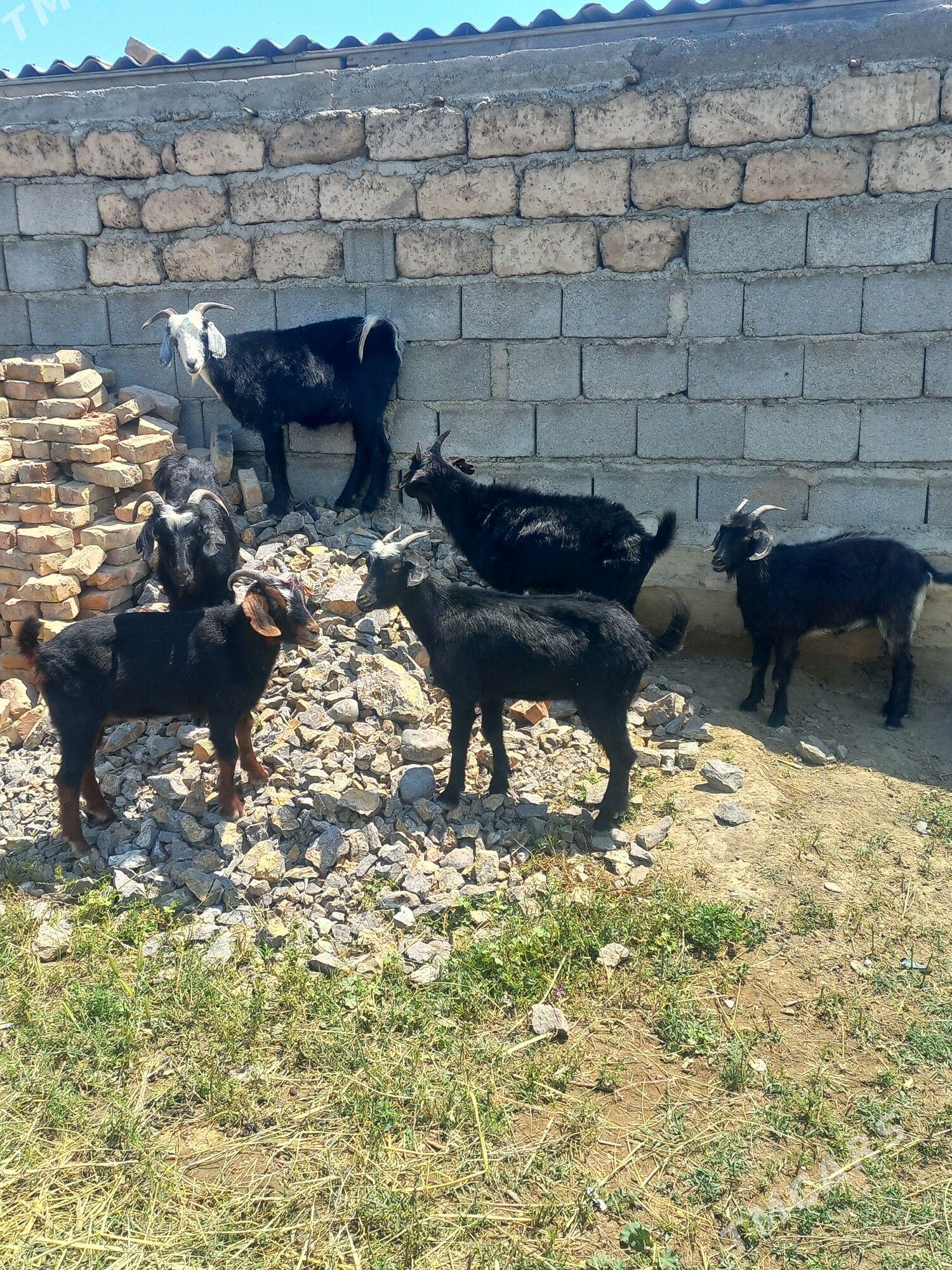 Dog erjeçler - Gökdepe - img 1