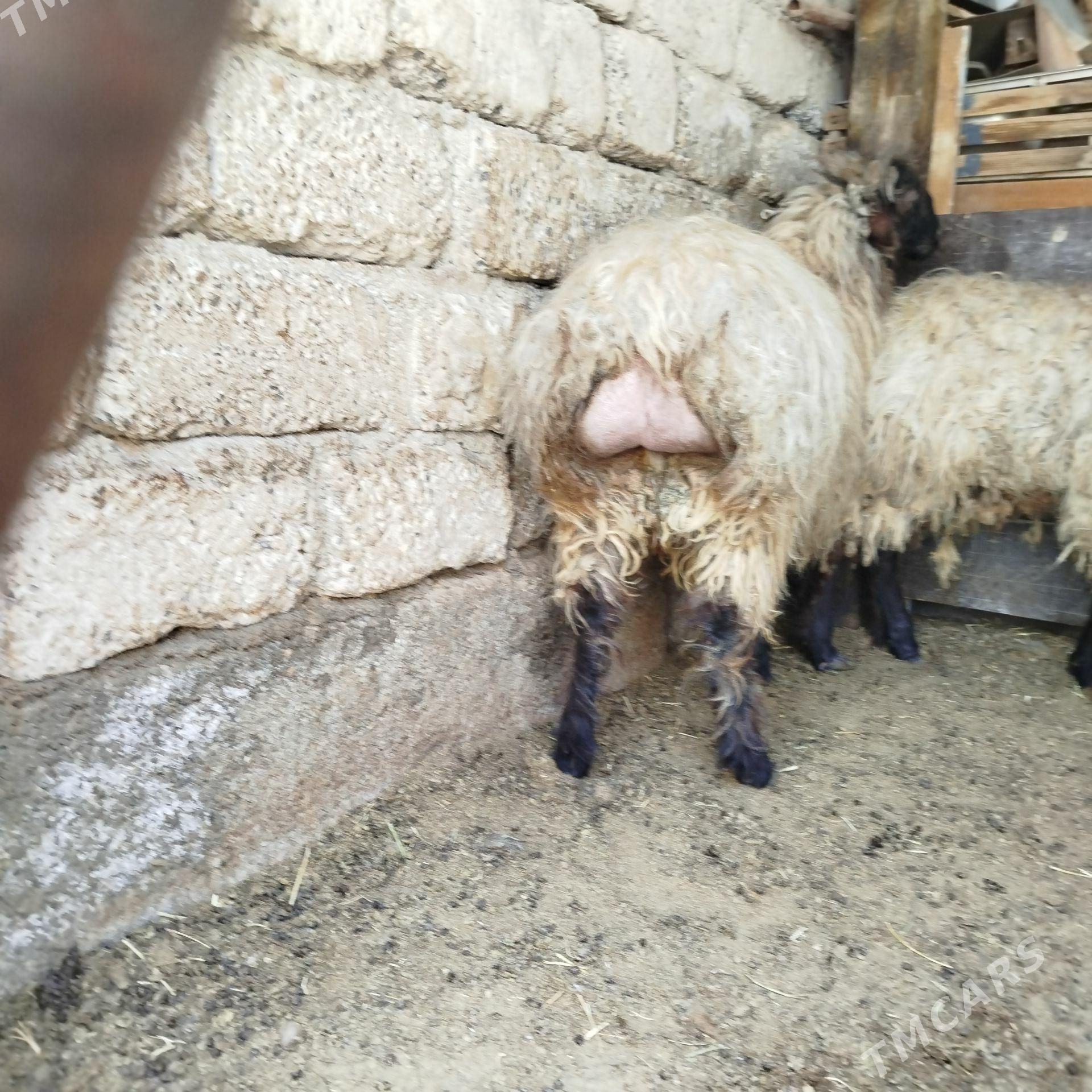 ýaşajyk işşek - Бузмеин - img 1