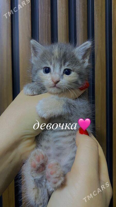 домашние котята - Ашхабад - img 1