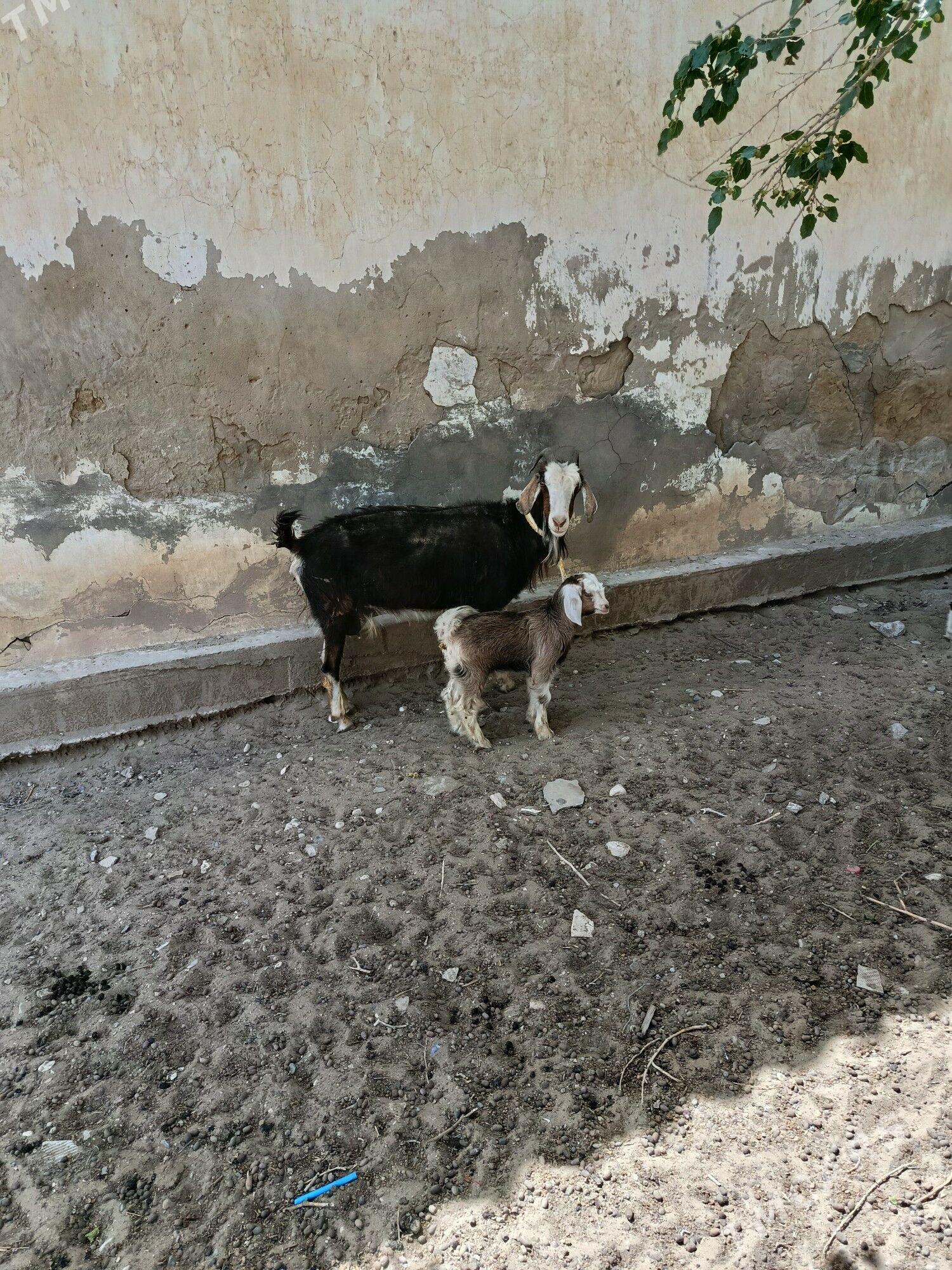 awlakly geçi - Gumdag - img 1