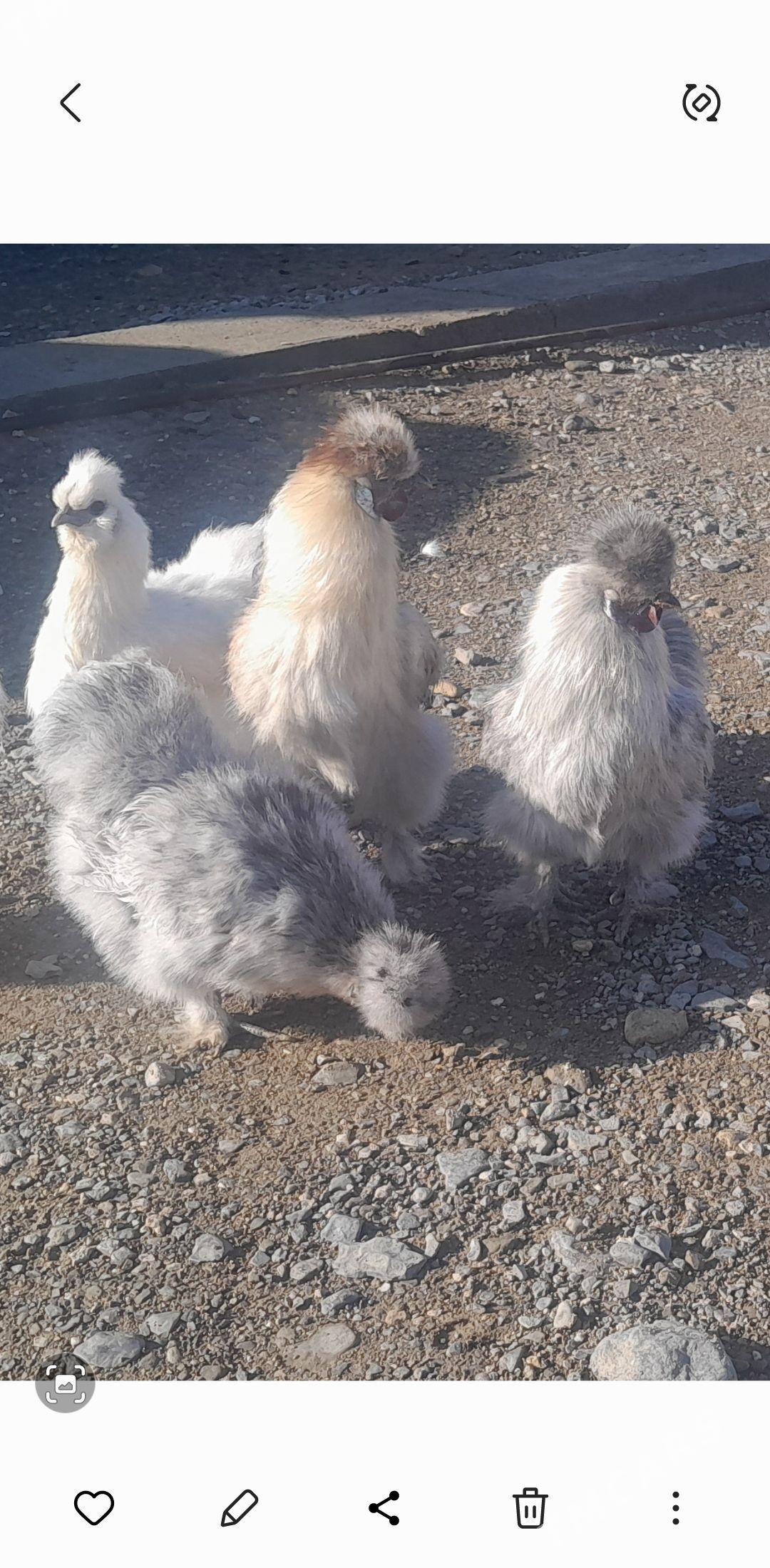 Towşan tüý - Gyzylarbat - img 1