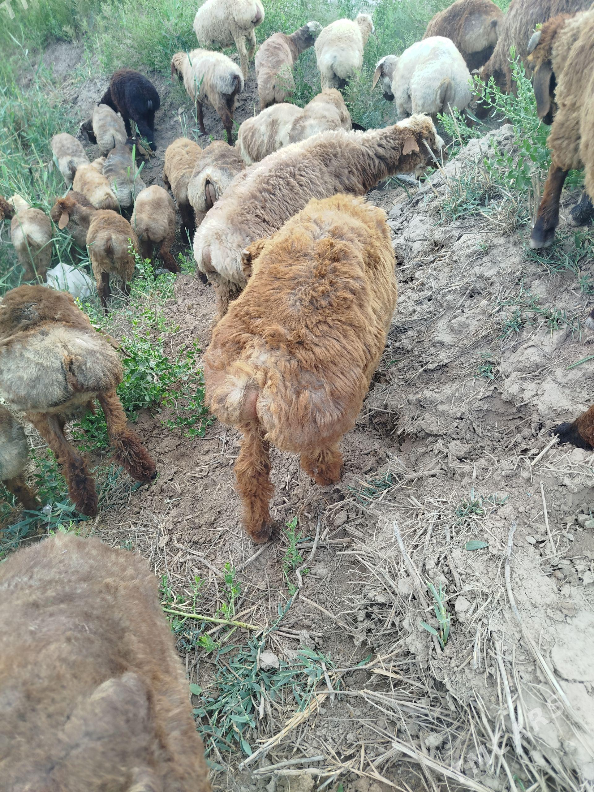 guzylar - Daşoguz - img 1