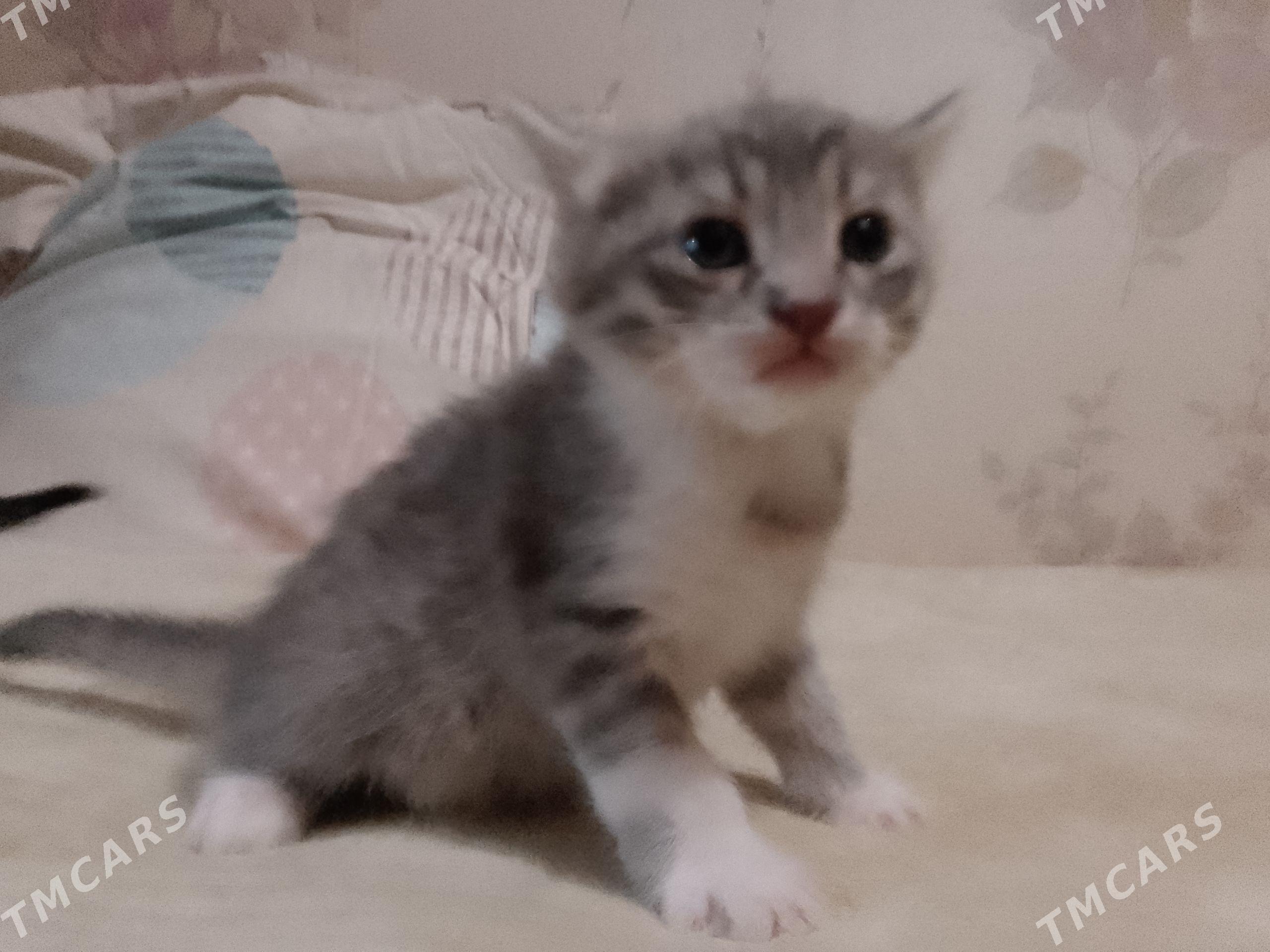котята в добрые руки - Туркменабат - img 1