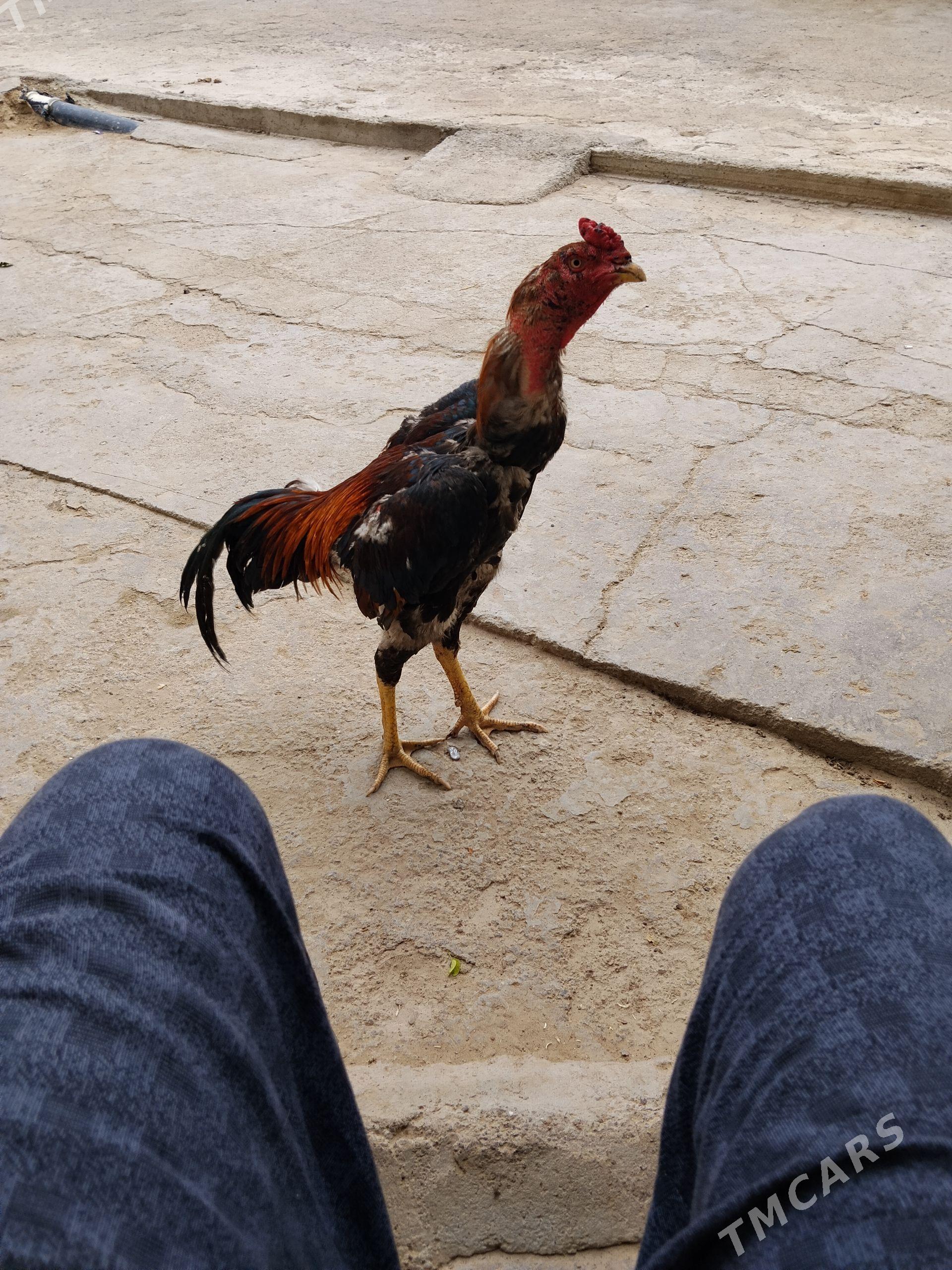 taşkent horaz - Büzmeýin - img 1