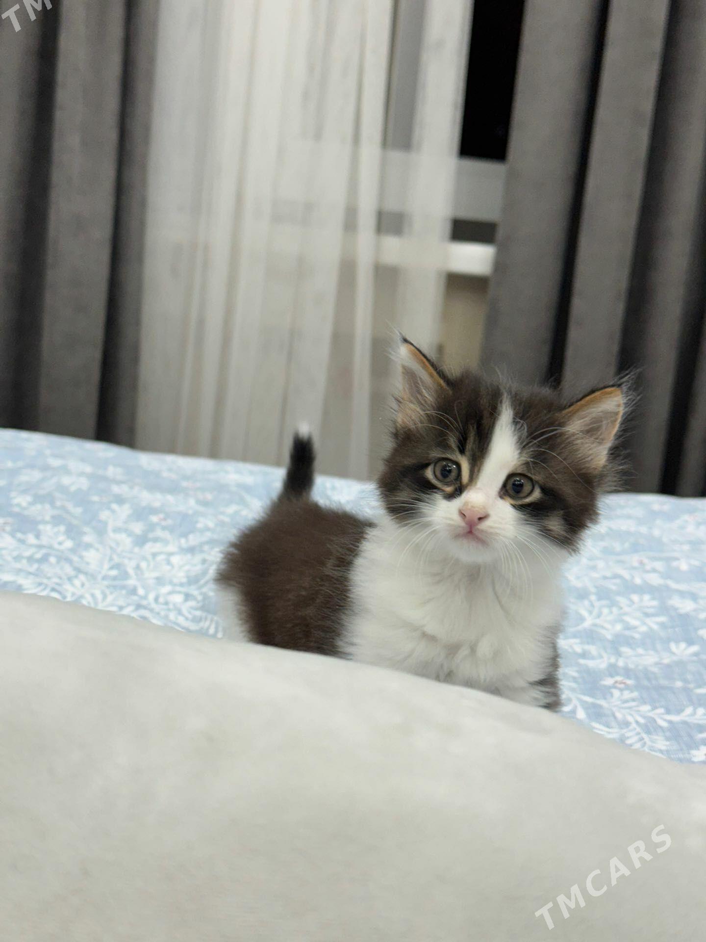 Котята - Aşgabat - img 1