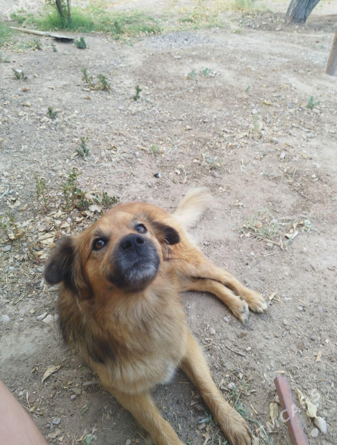 Zvanok Güjik erkek - Balkanabat - img 1