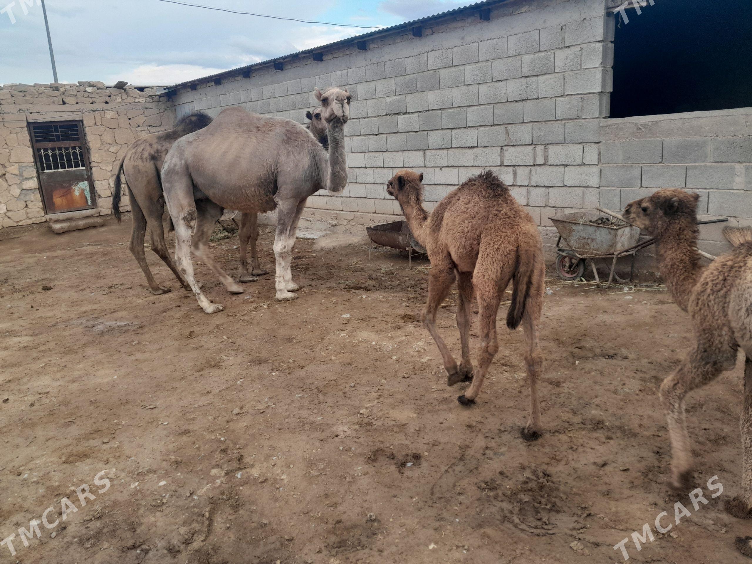 Süýtli köşekli düýe - Gyzylarbat - img 1