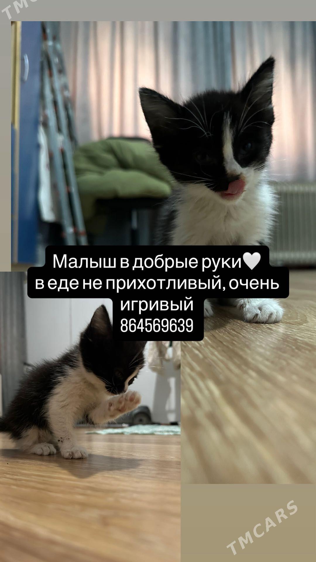 котик в добрые руки - Ашхабад - img 1