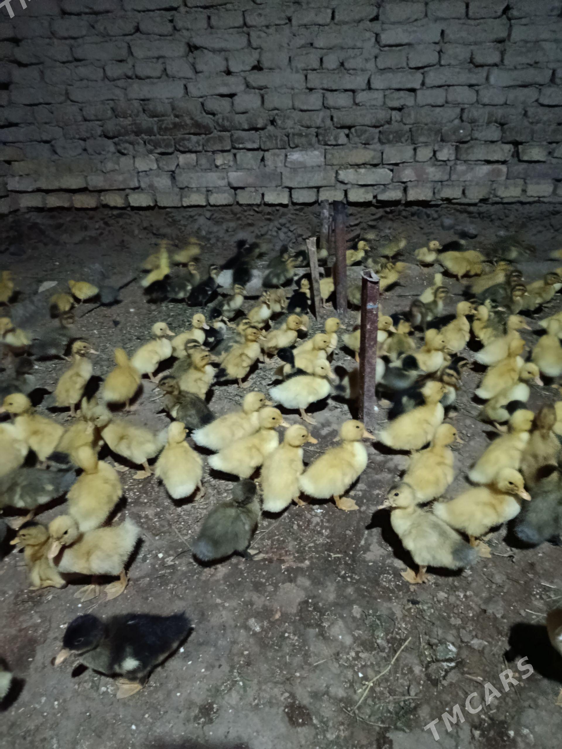 ýaşylbaş ördek jüýje - Murgap - img 1