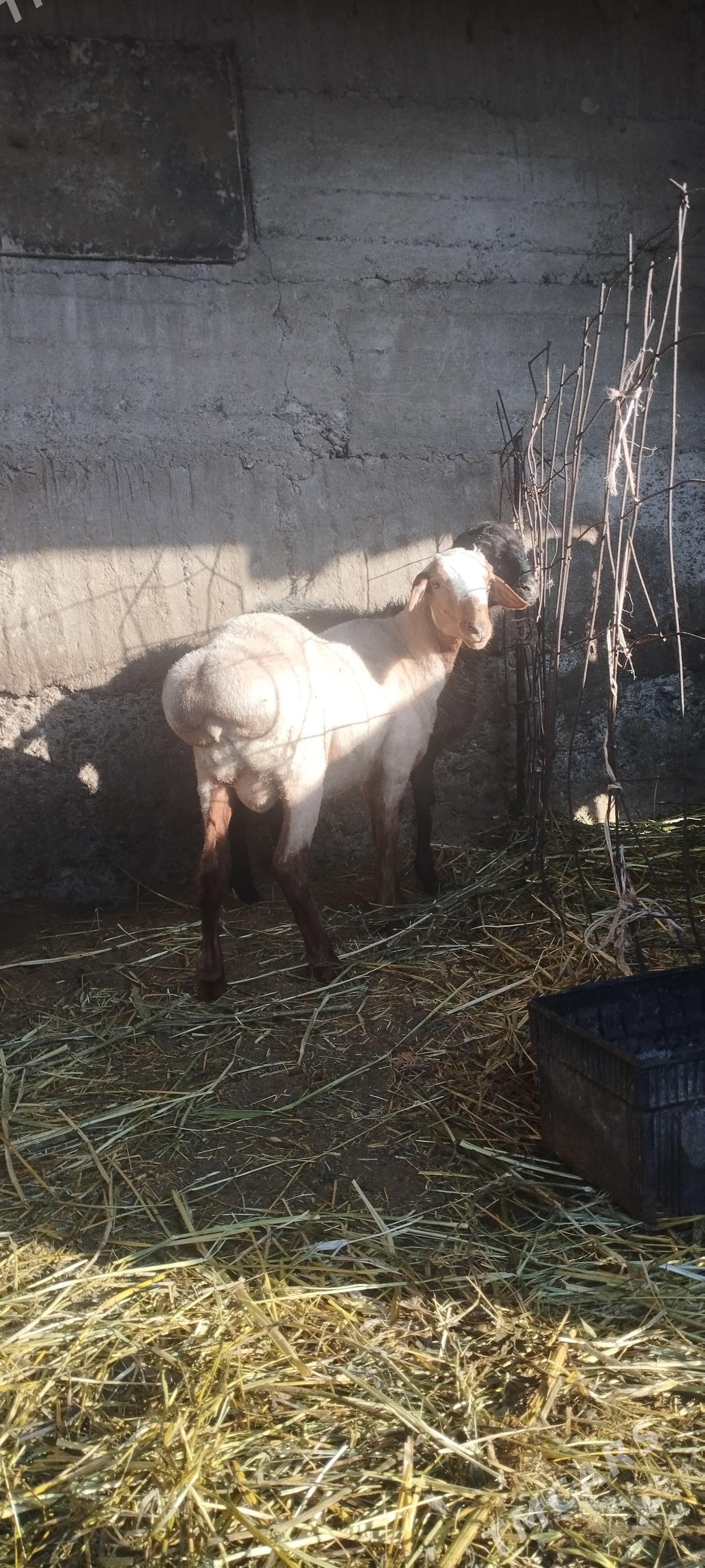 işşek tokly goýun - Гёкдепе - img 1