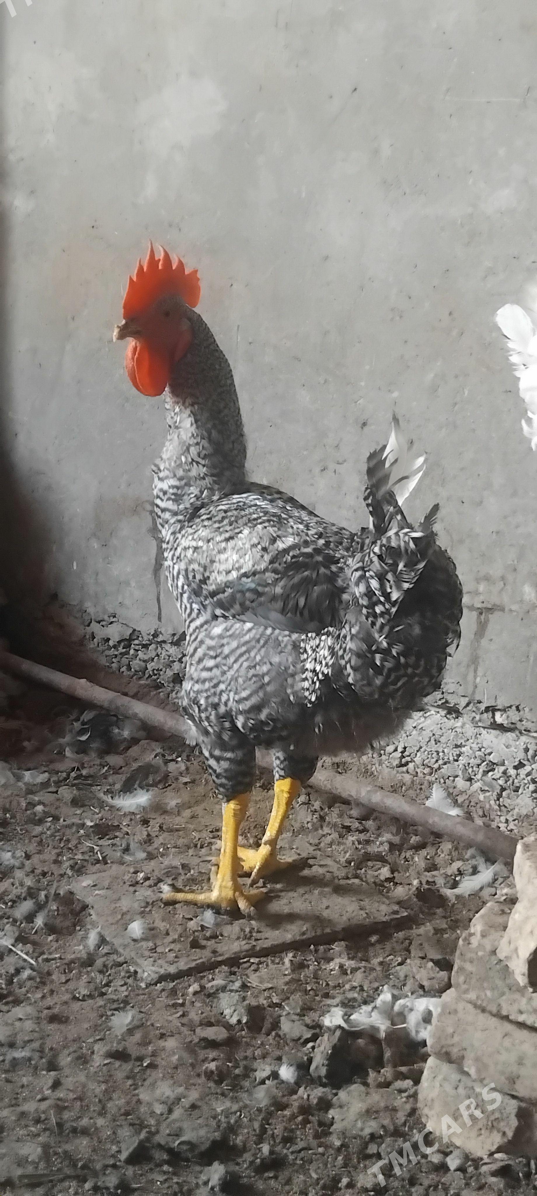 Gigant towuk i horaz gysdagly - Мары - img 1