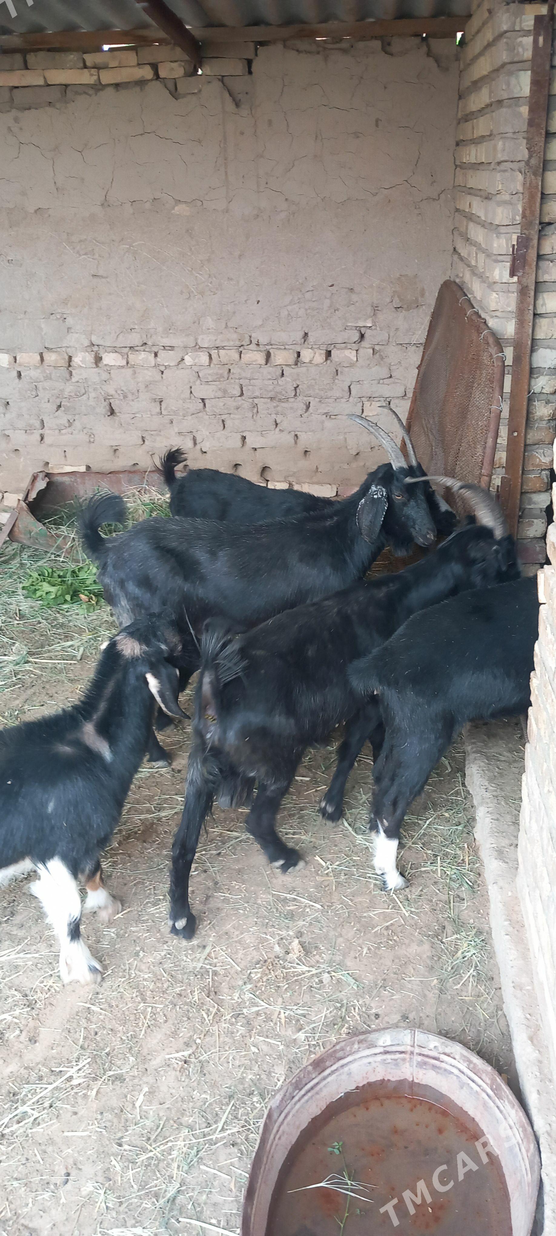 Bakylan geçiler Çebişler - Wekilbazar - img 1